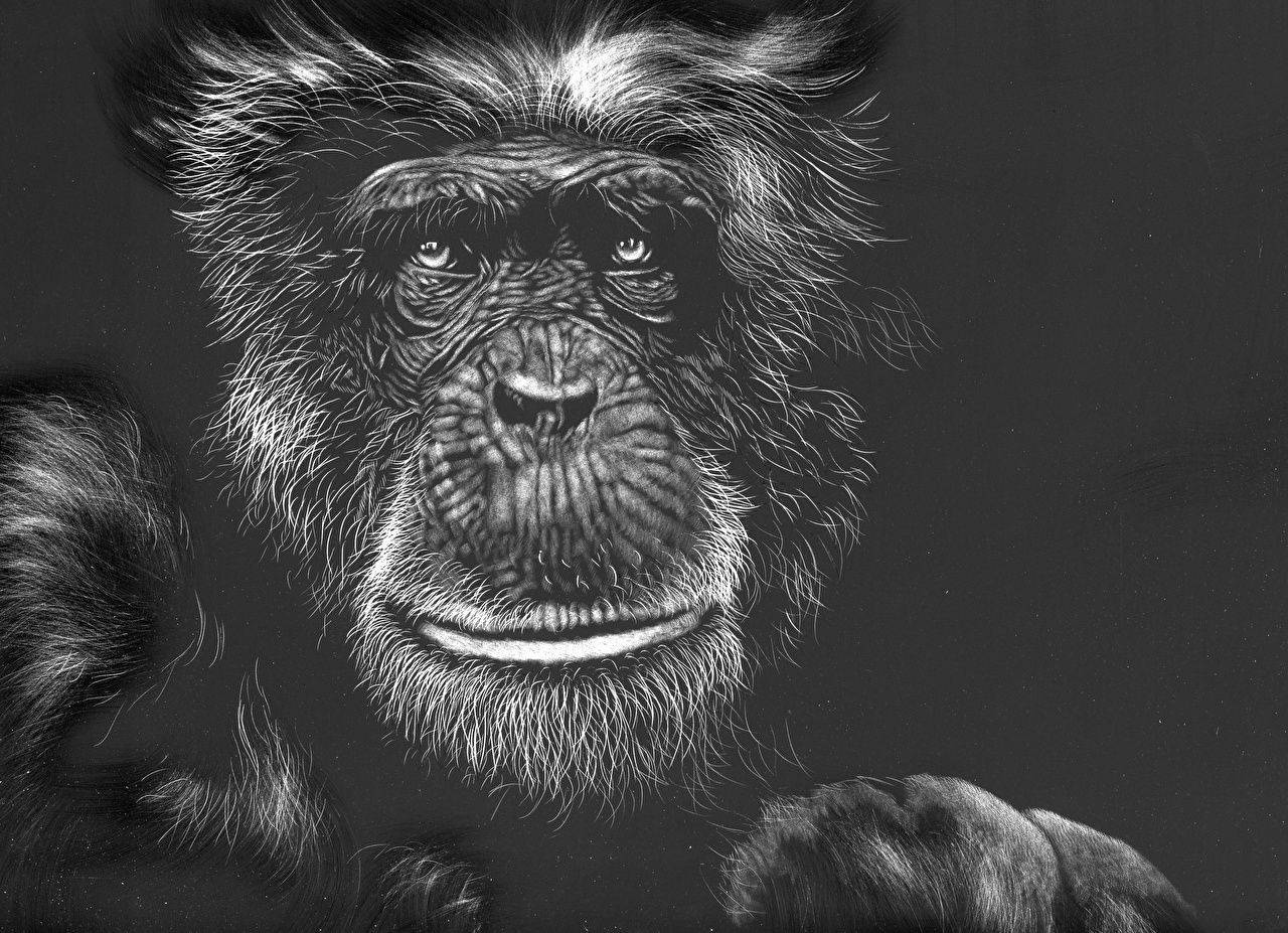 Carapeluda De Mono Negro Fondo de pantalla