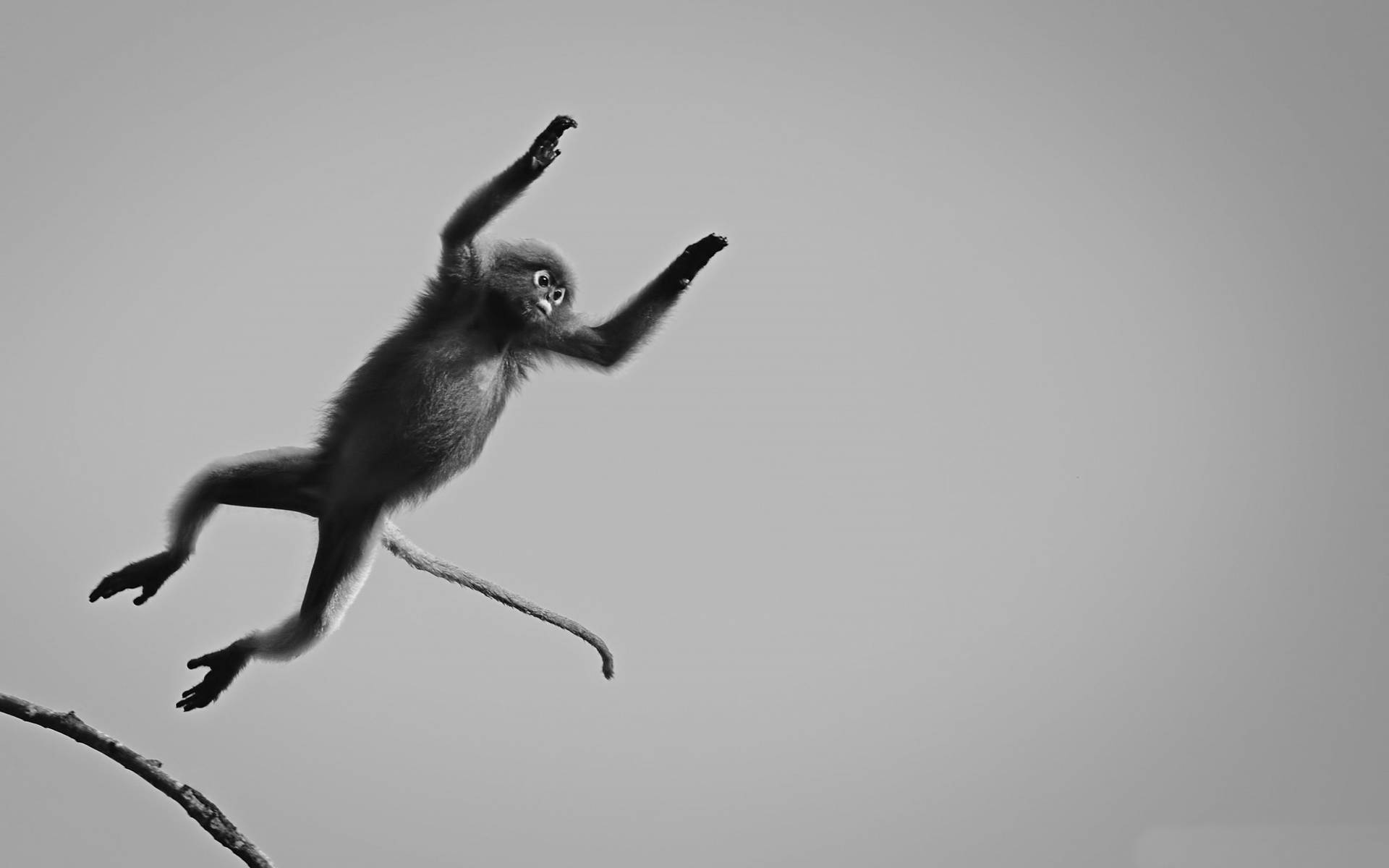 Black Monkey Jumping From Stick Wallpaper