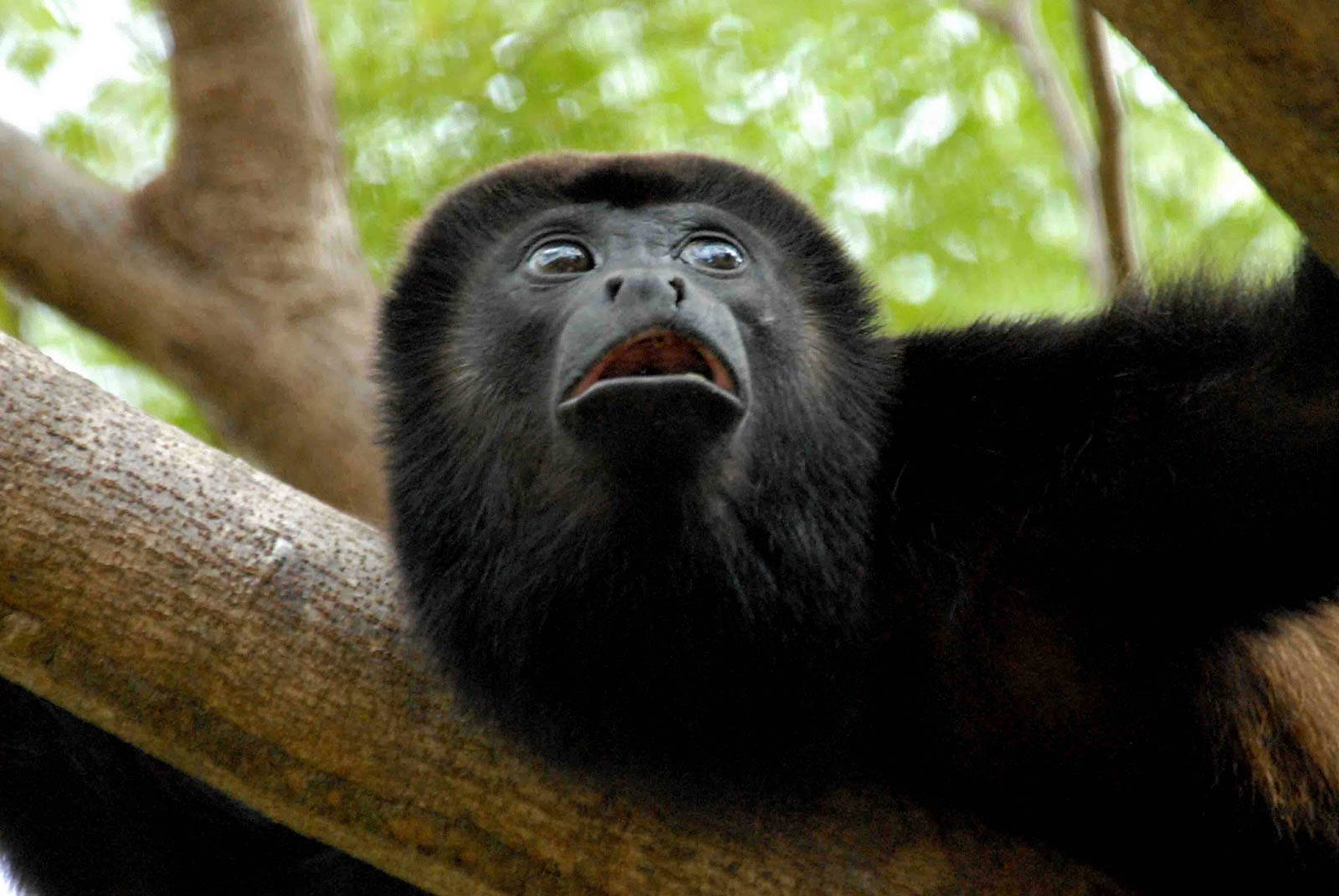 Black Monkey Looking Scared Wallpaper