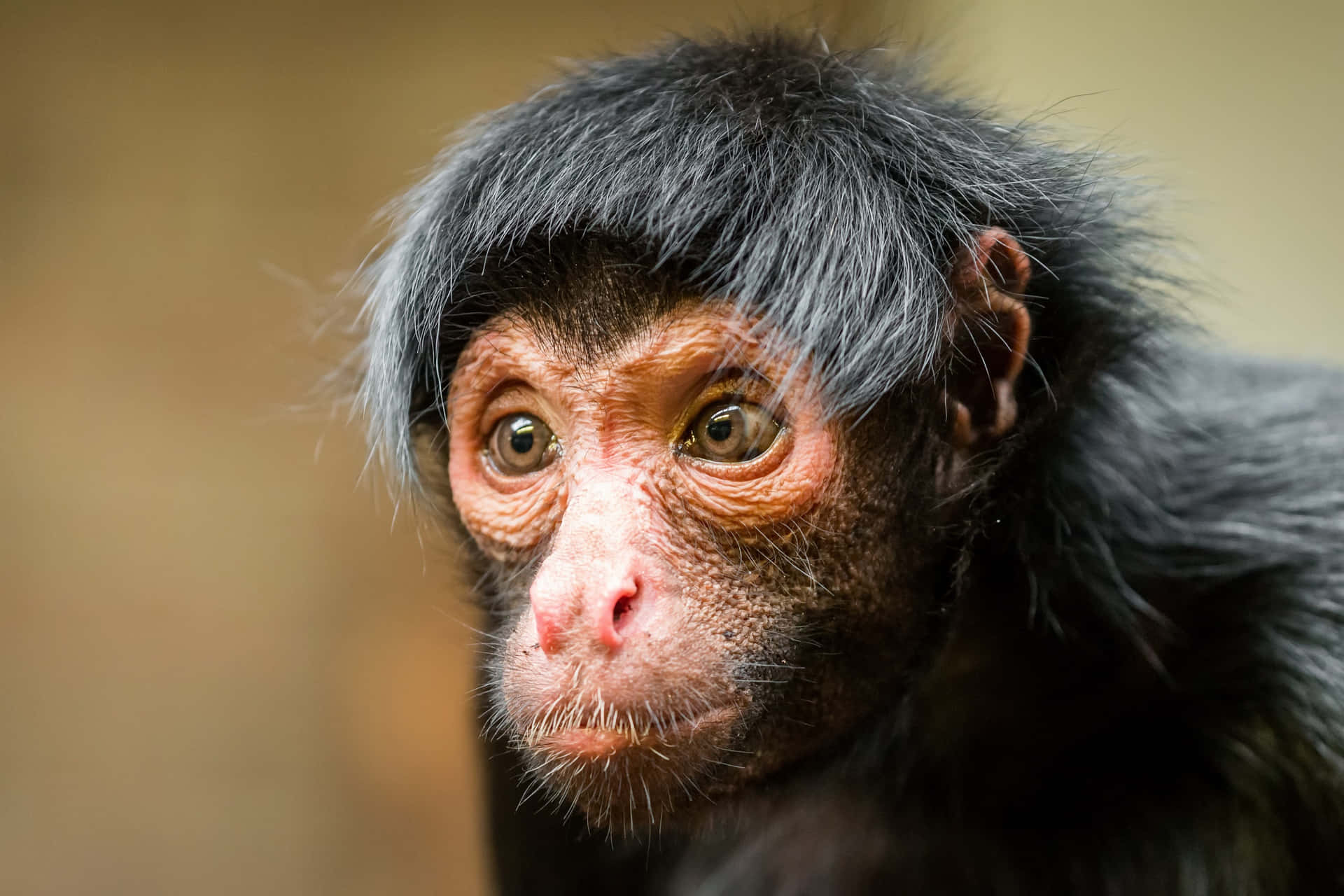 Cute Black Spider Monkey Face Picture