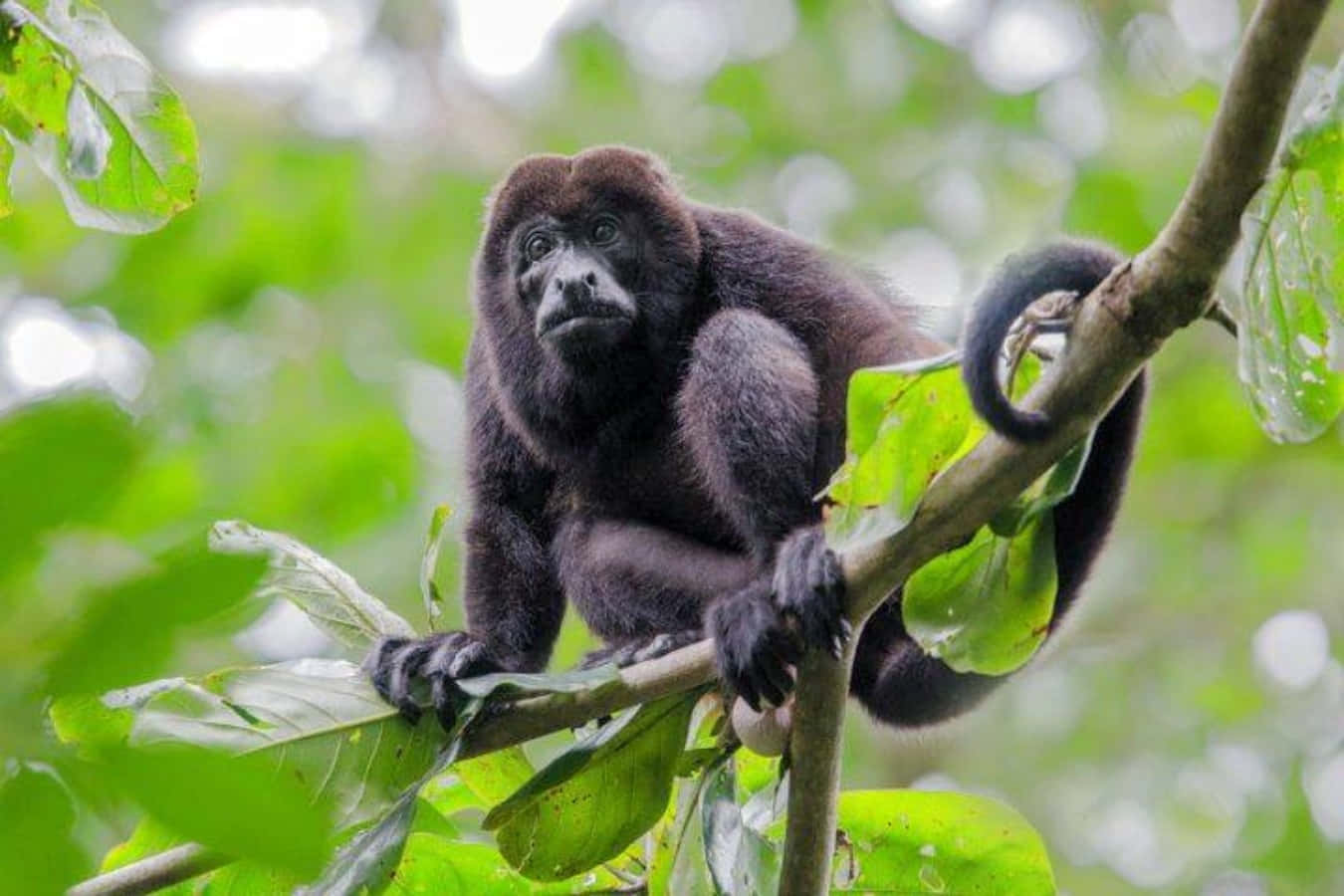 Black Monkey Tree Jungle Picture