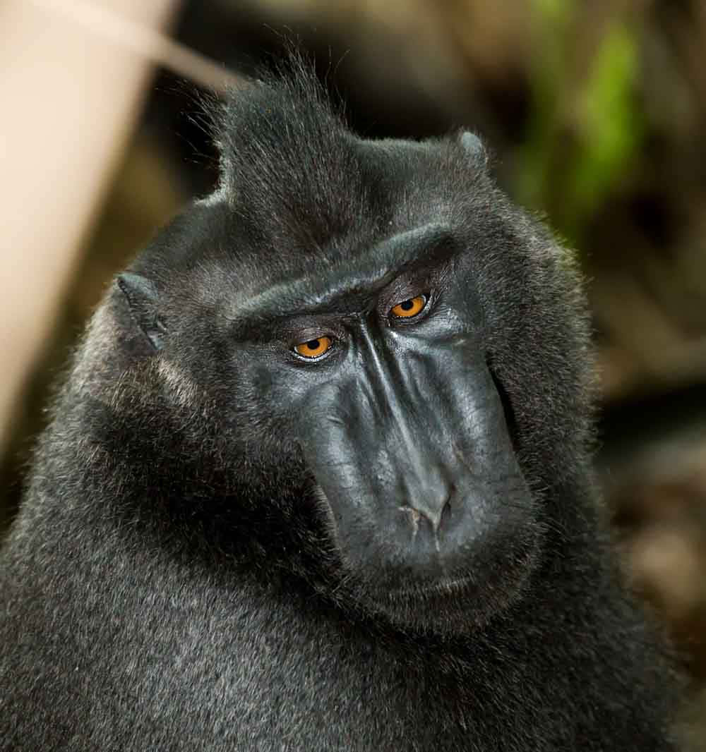 Sulawesi Black Monkey Macaque Picture