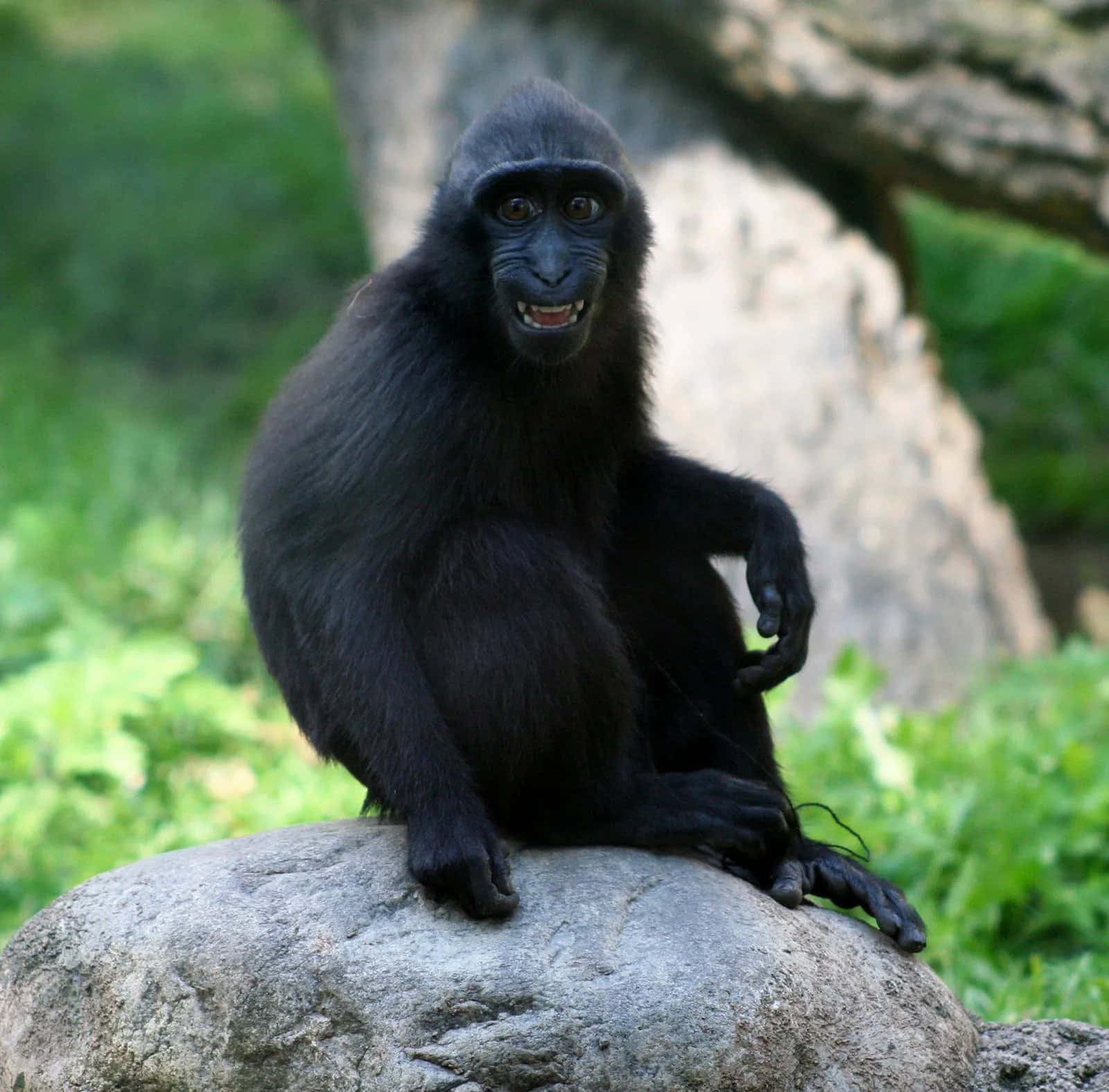 Black Monkey Bokkoi Pagai Macquee Picture