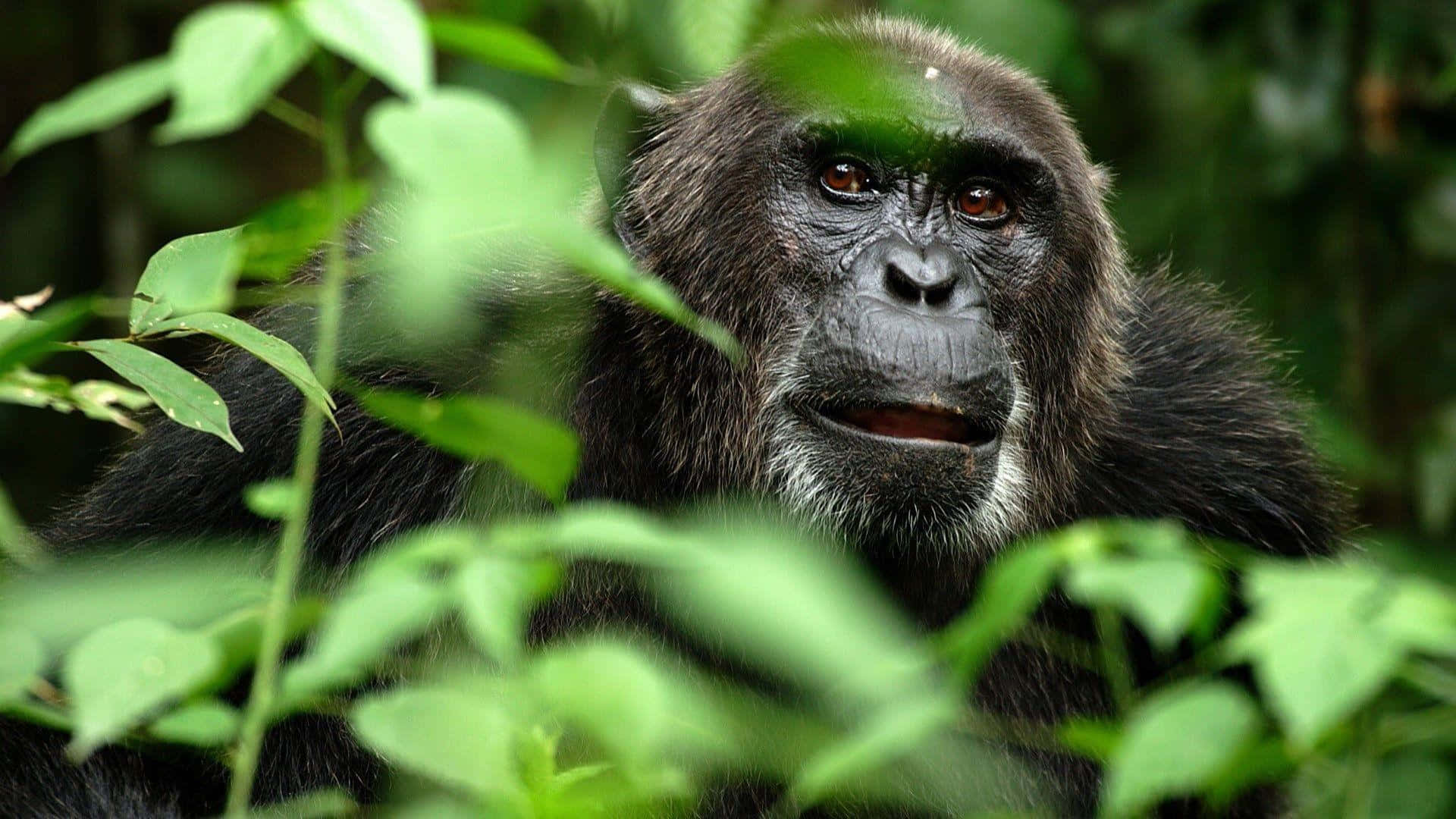 Imagende Un Mono Negro En La Jungla De Chimpancés.