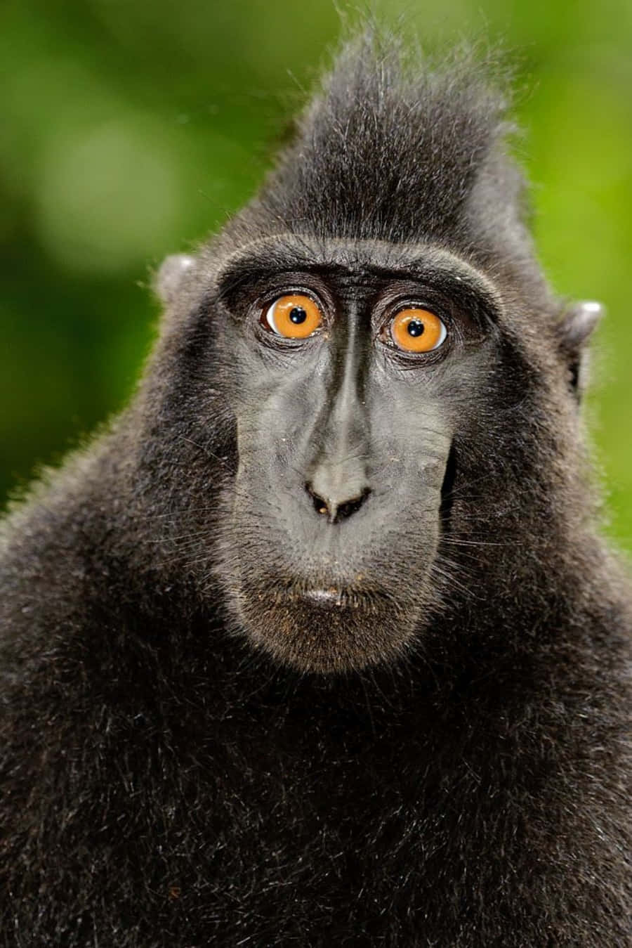 Imagende Un Mono Negro Macaco Crestado De Célebes