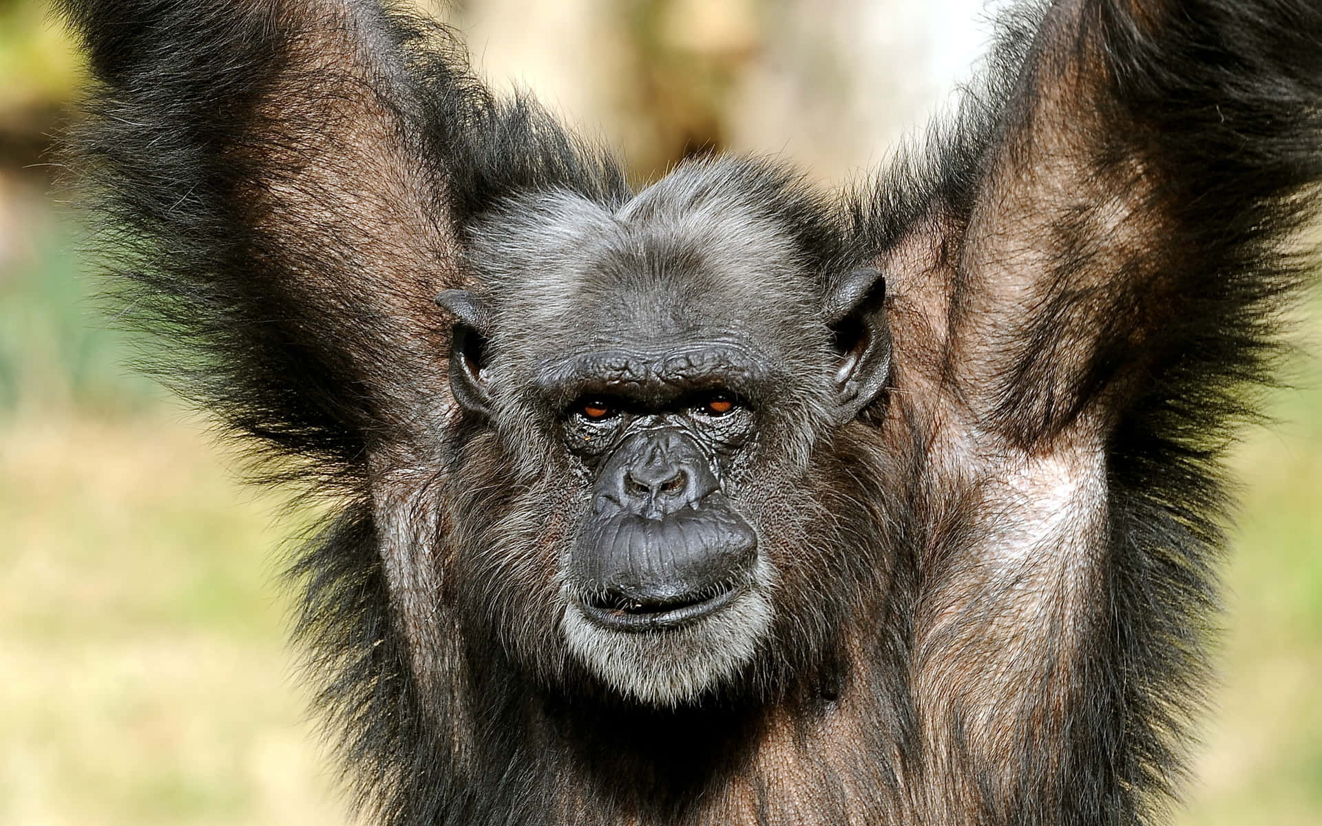 Imagende Un Mono Negro Chimpancé Peludo
