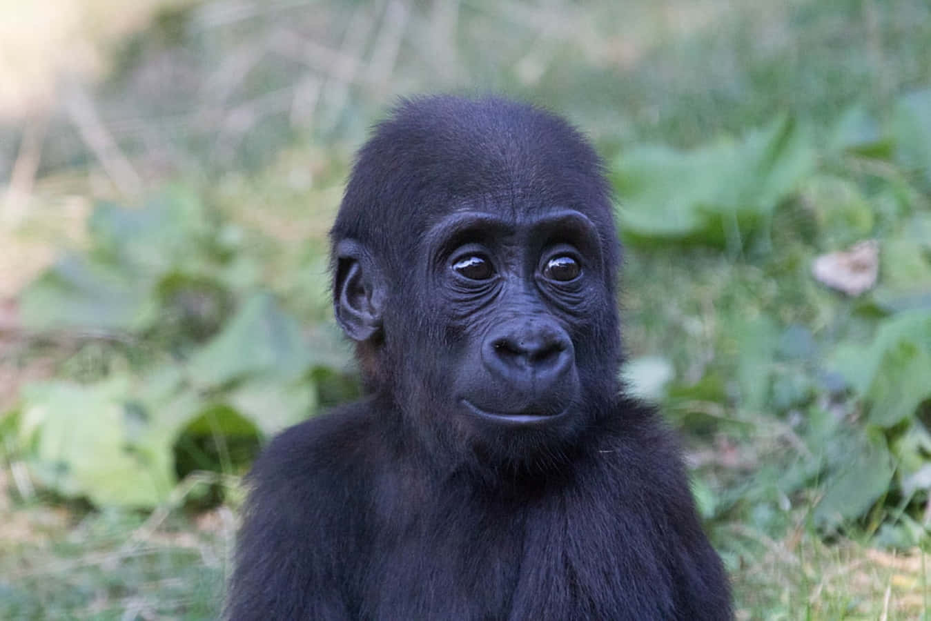 Baby Gorilla Black Monkey Candid Picture