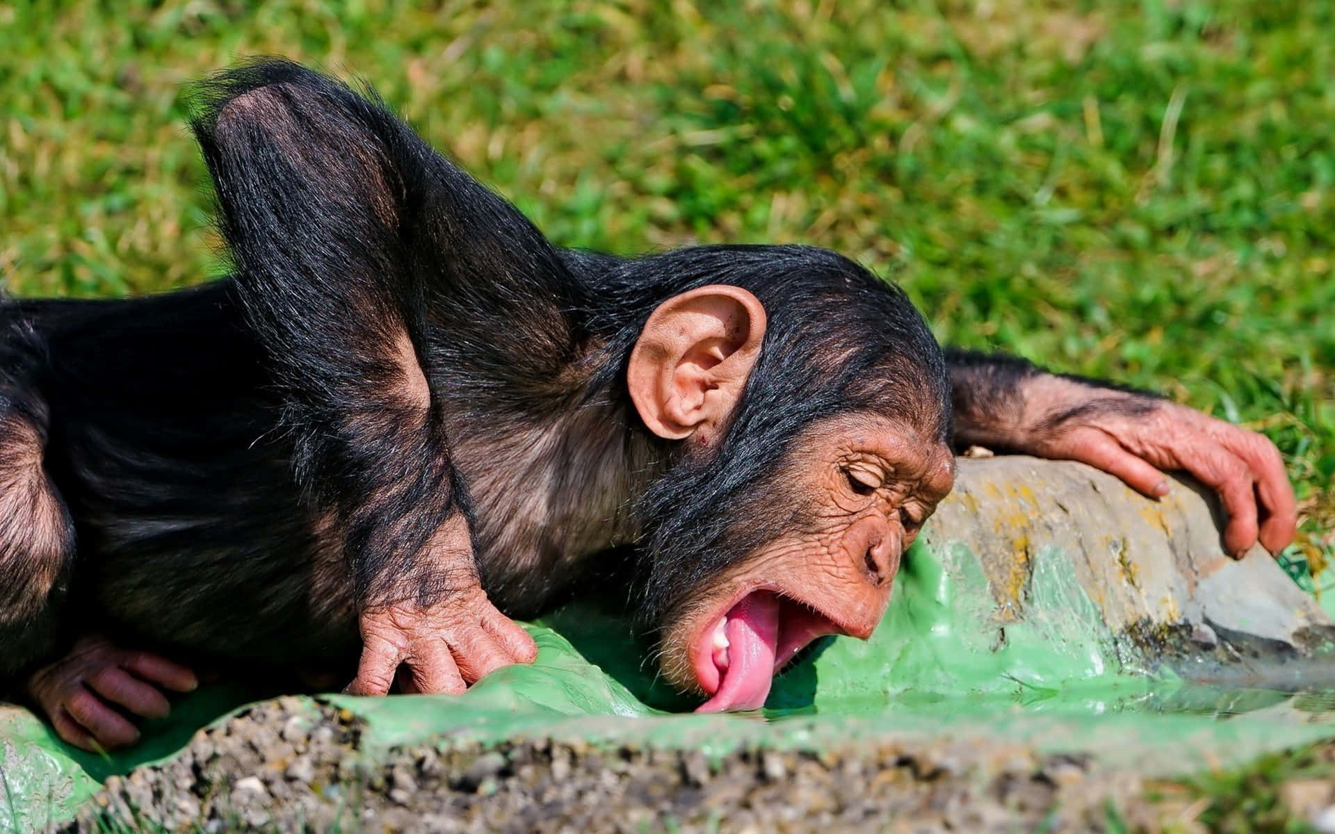 Divertidaimagen De Un Chimpancé Bebiendo, Un Mono Negro.