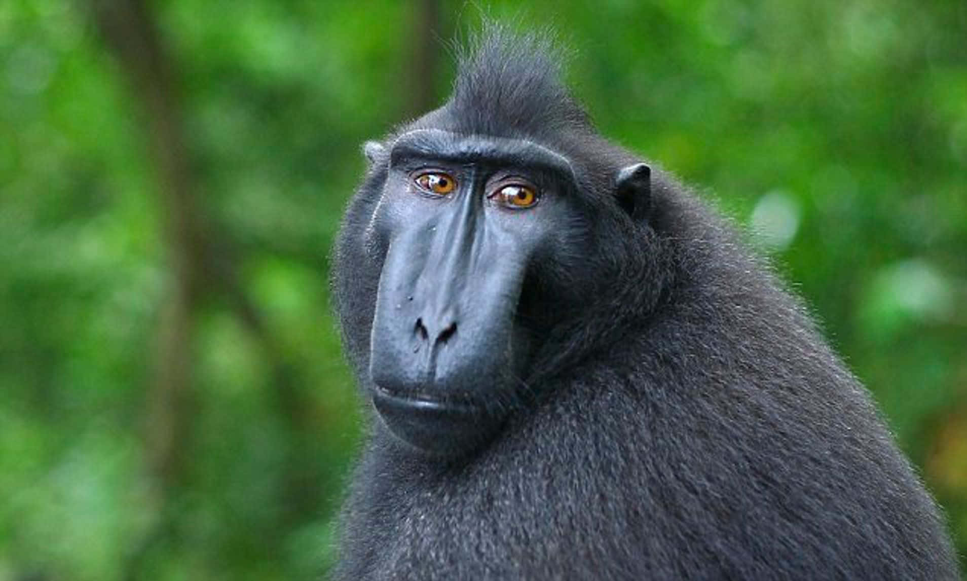 Black Monkey Macaque Wildlife Picture