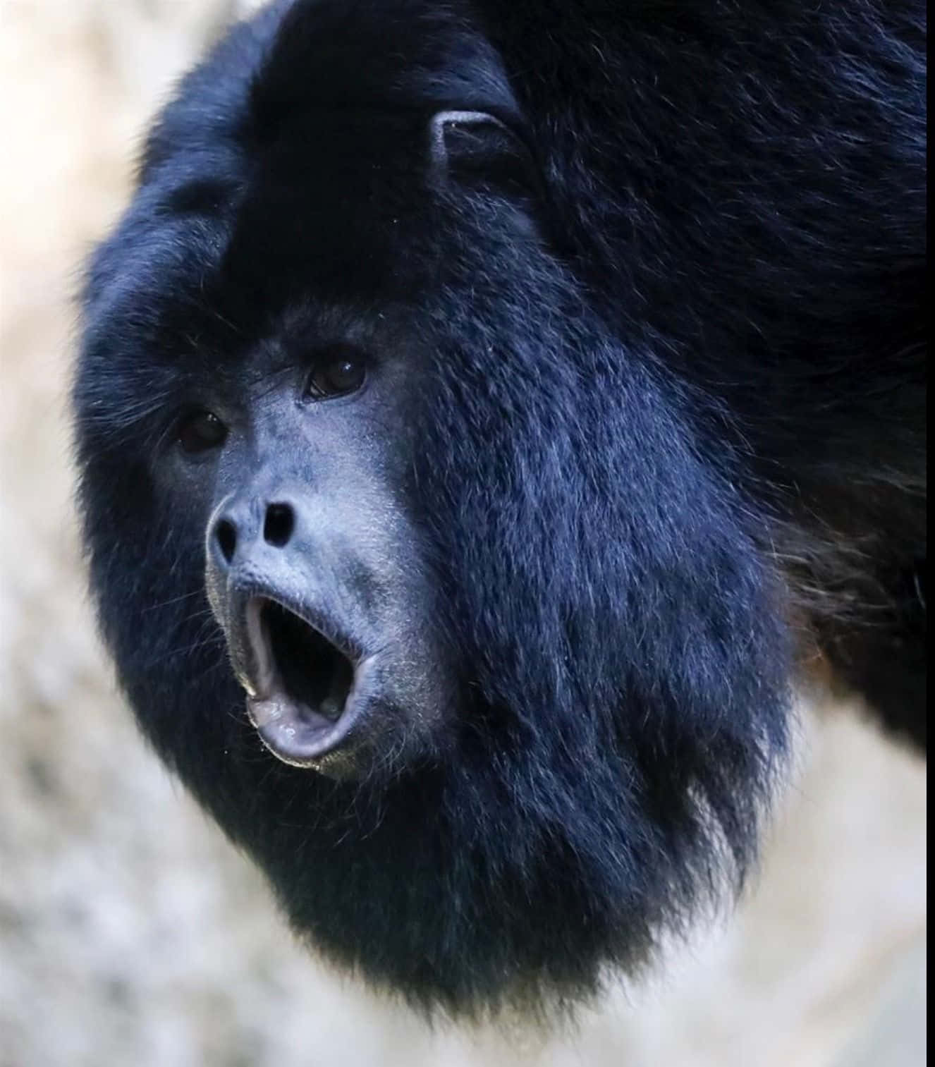 Funny Face Black Howler Monkey Picture