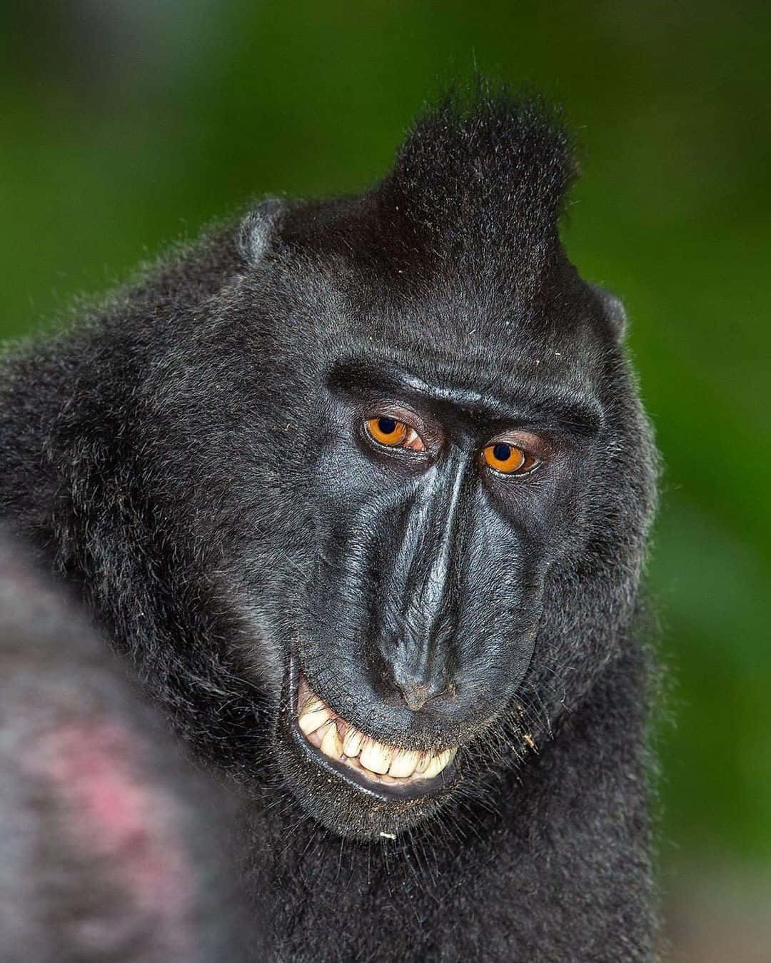 Black Monkey Macaque Funny Smile Picture