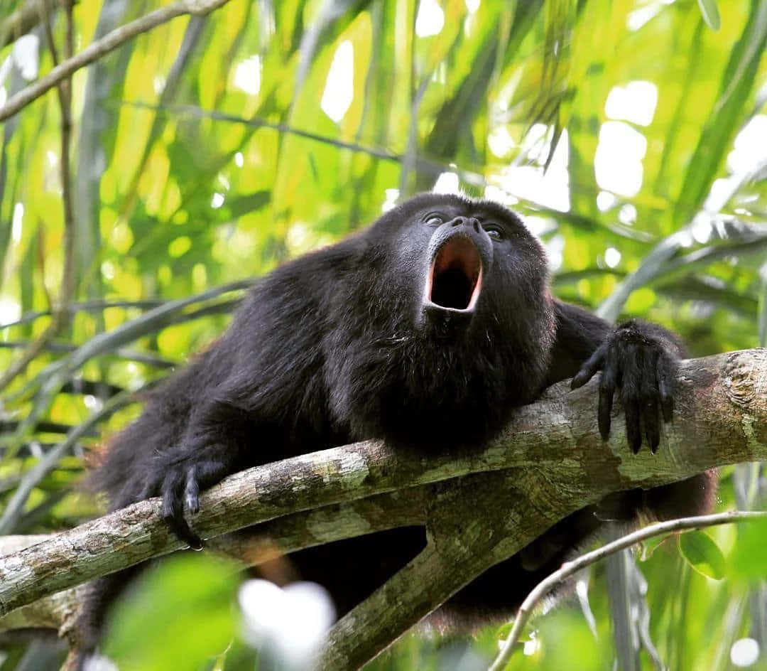Funny Black Monkey Yawning Picture
