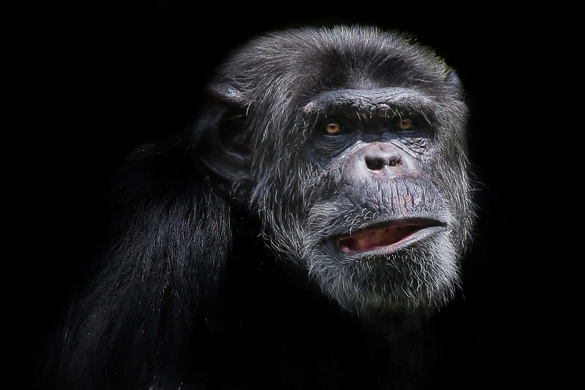 Candid Chimpanzee Black Monkey Picture