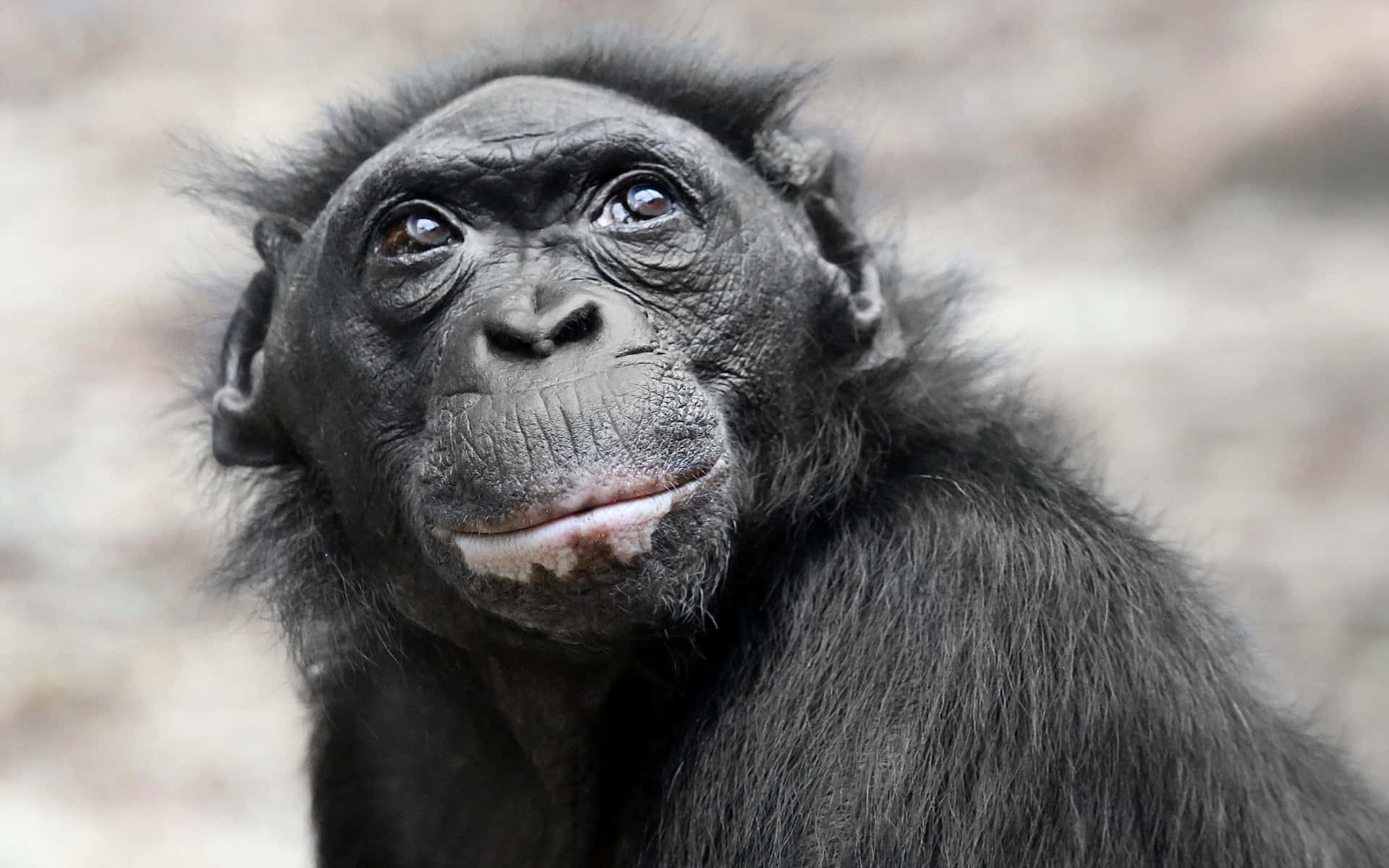 Chimpanzee Black Monkey Animal Picture