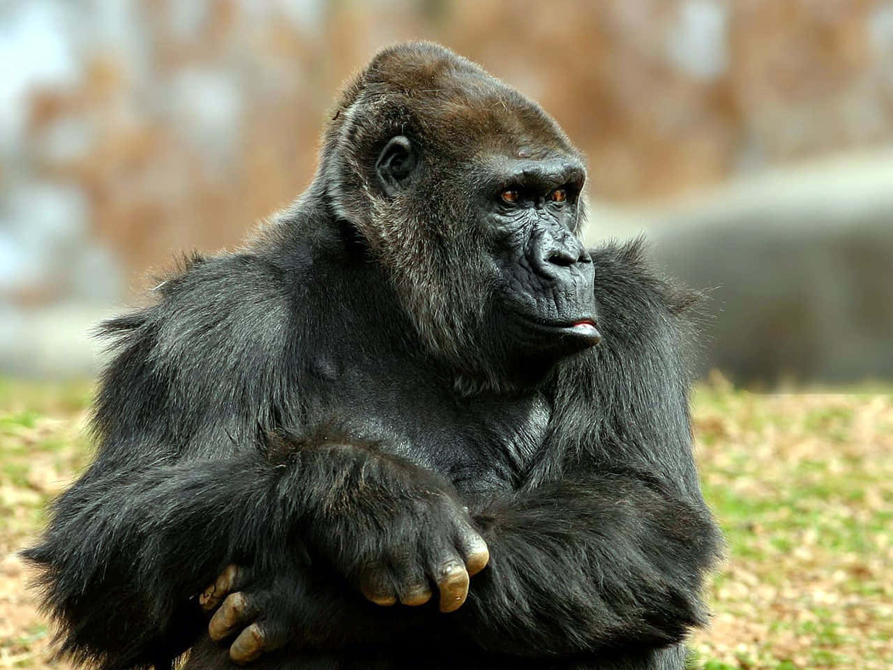 Imagende Un Gorila Negro En Un Zoológico