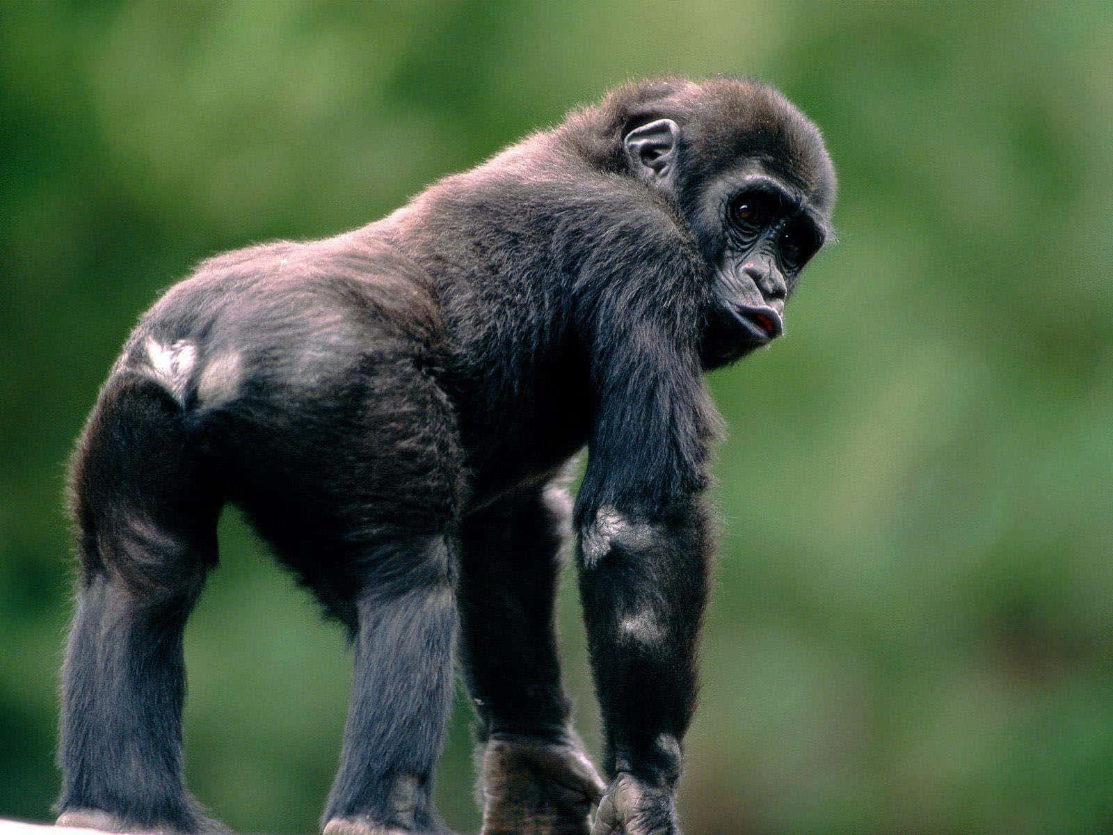 Imagende Un Bebé Gorila Negro En El Zoológico