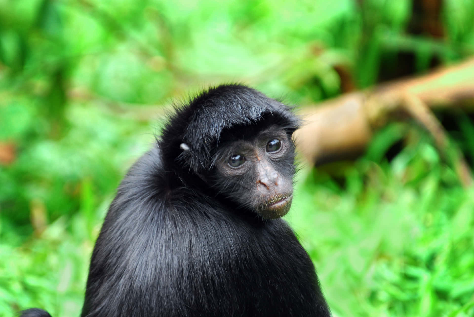 Baby Black Monkey Green Grass Picture