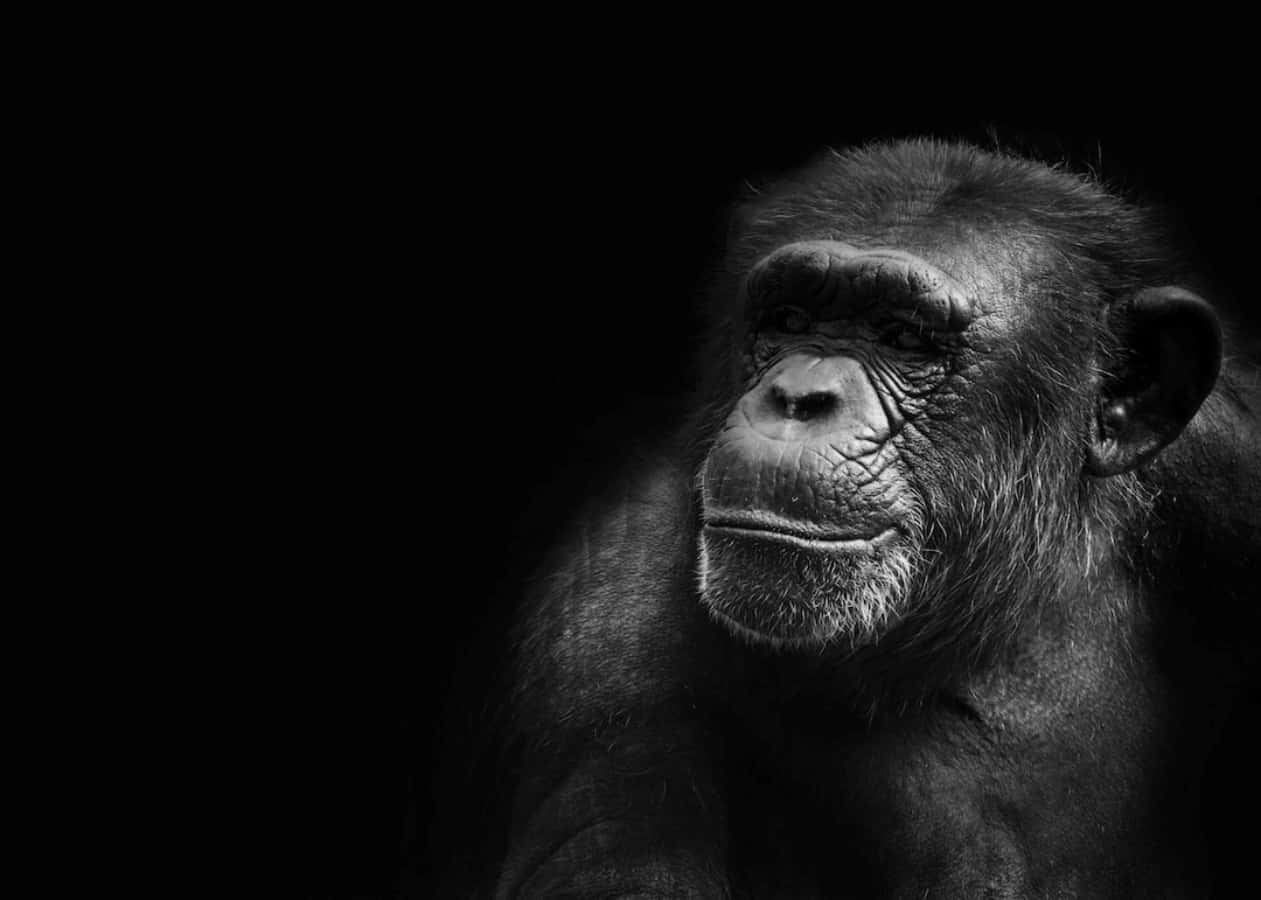 Black Monkey Dark Aesthetic Portrait Picture