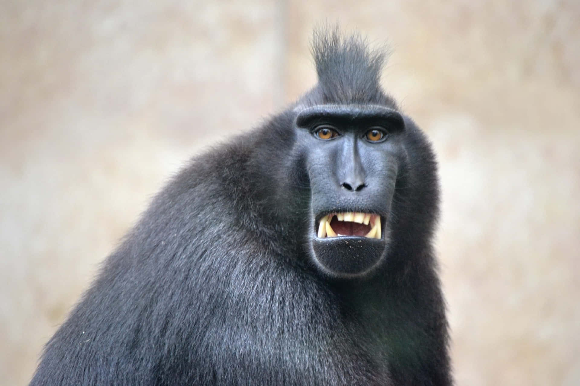 Creepy Black Macaque Monkey Picture