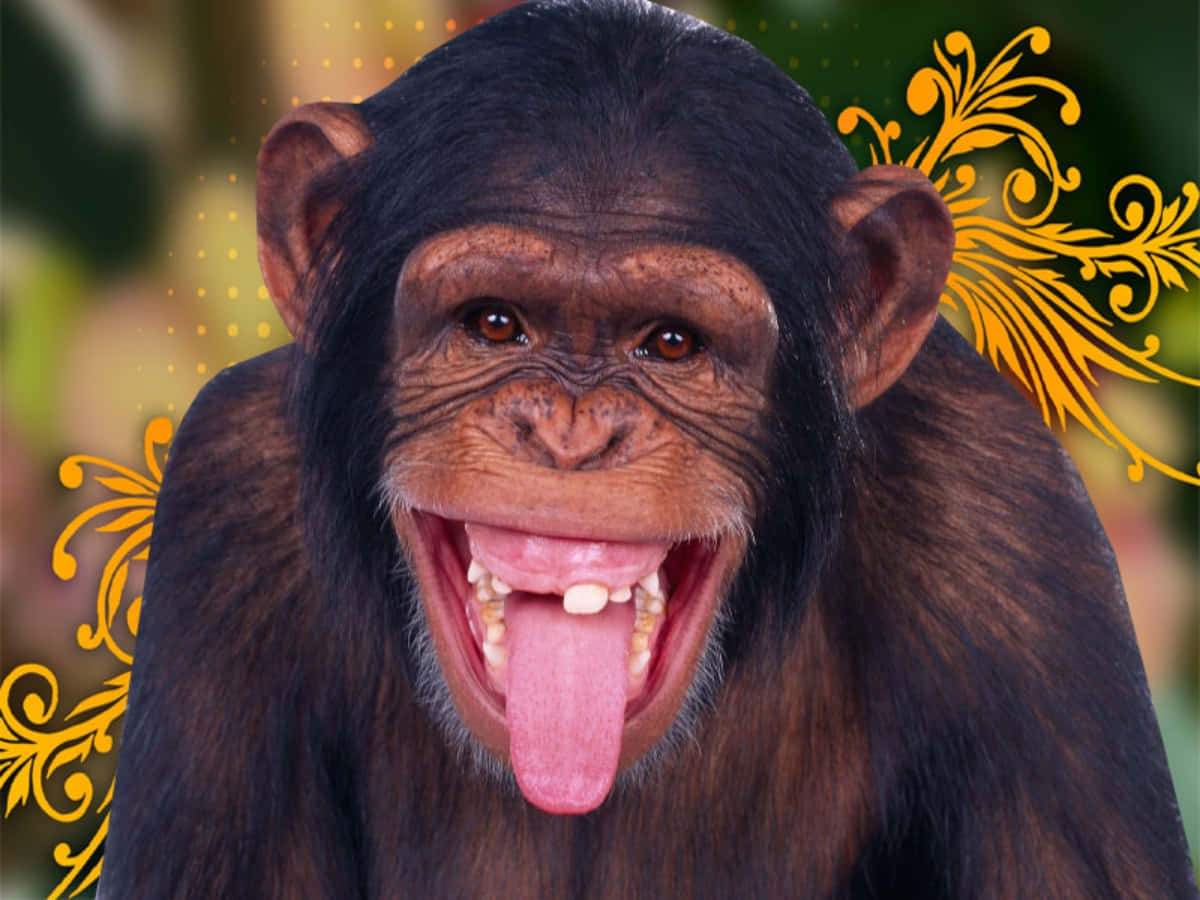 Immaginedivertente Di Una Scimmia Nera Lol
