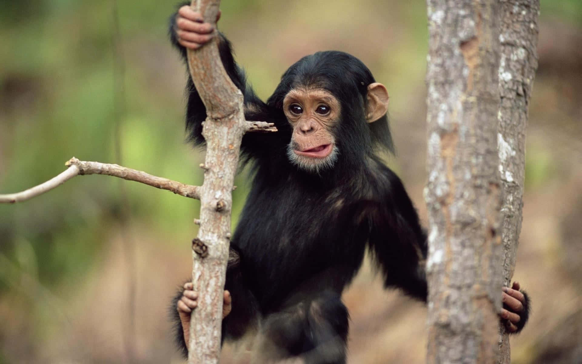 Baby Chimpanzee Black Monkey Picture