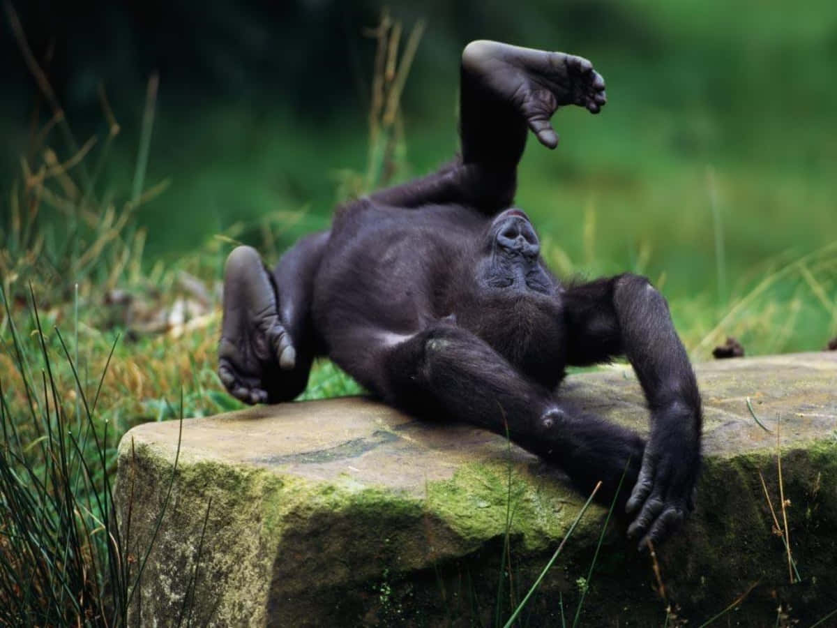 Imagende Bebé Gorila Mono Negro.