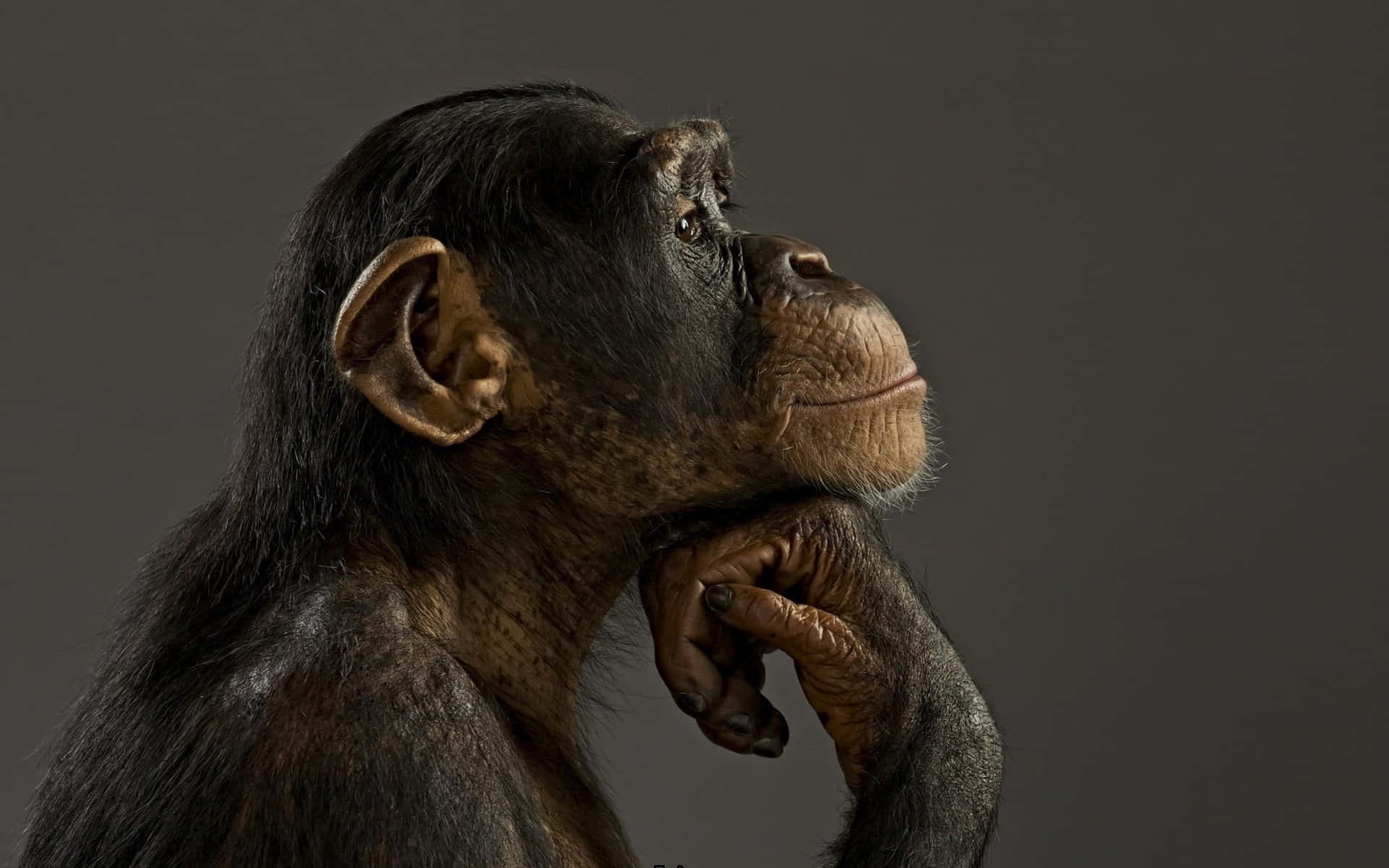 Imagende Retrato De Mono Chimpancé Negro.