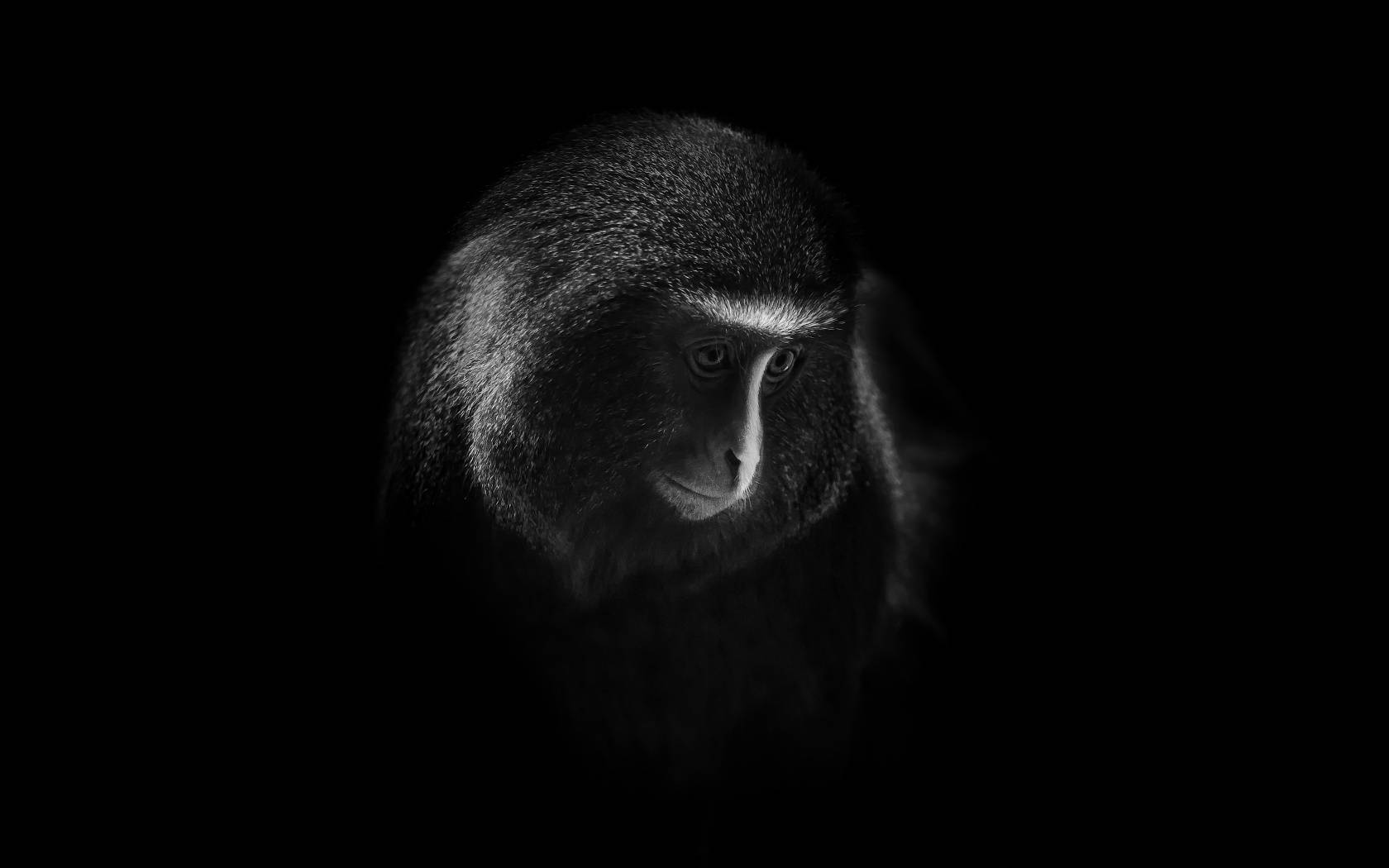 Black Monkey Sad Expression Wallpaper