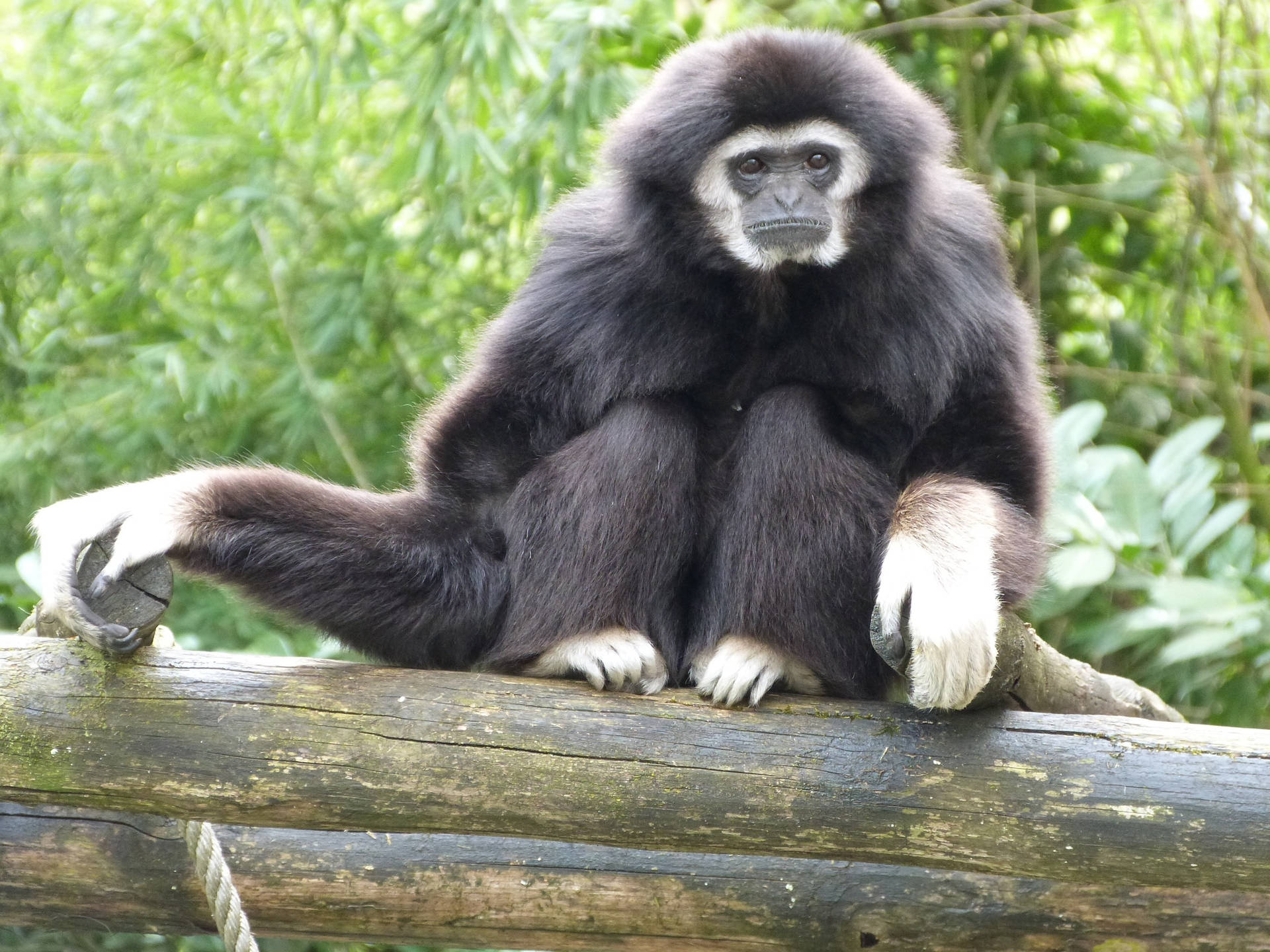 Black Monkey Sitting On Wooden Log Wallpaper