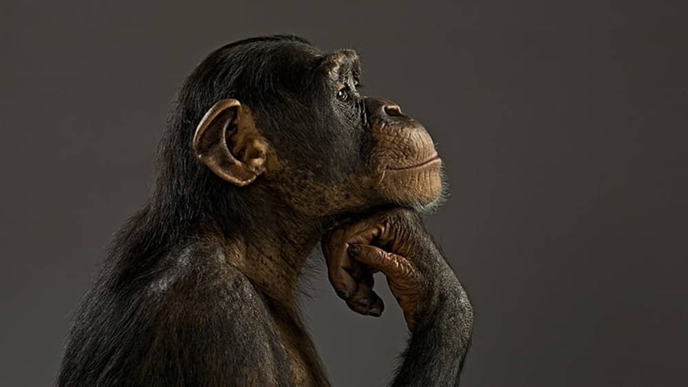 Black Monkey Thinking Pose Wallpaper
