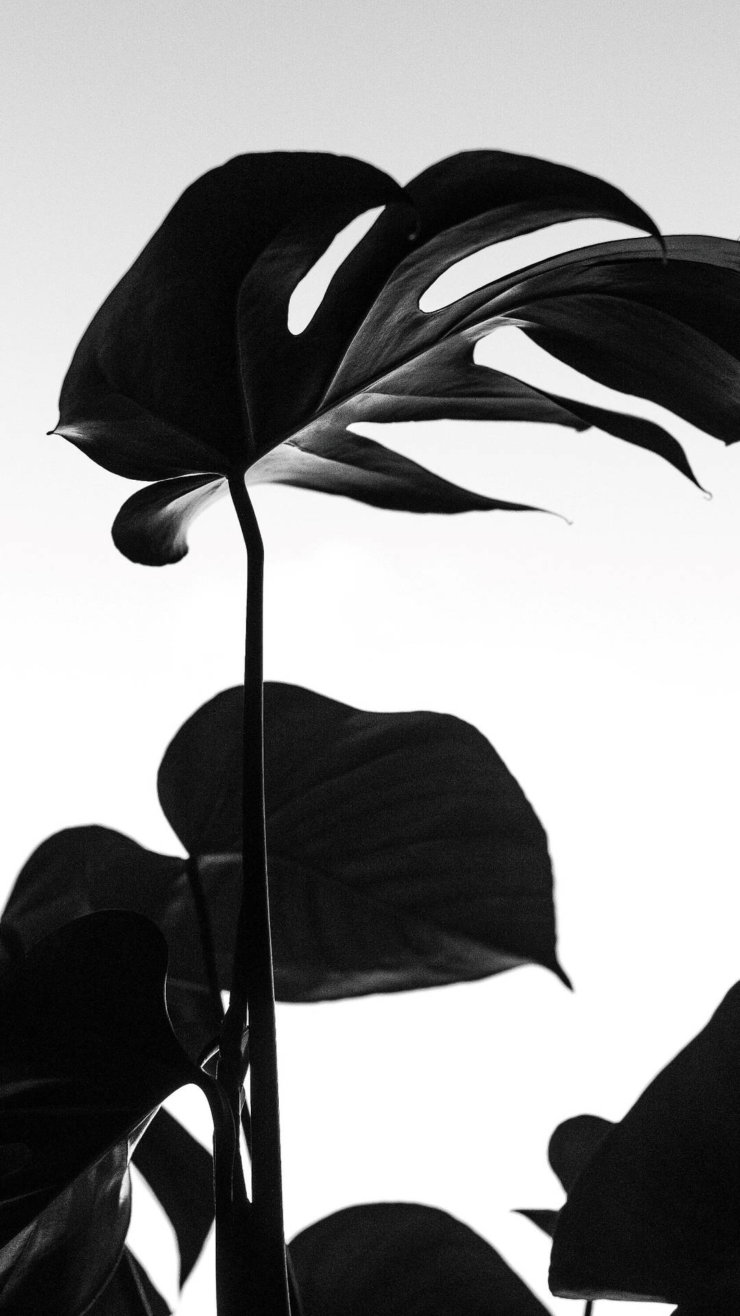Unfolding Dark Beauty - Black Monstera Leaves Wallpaper