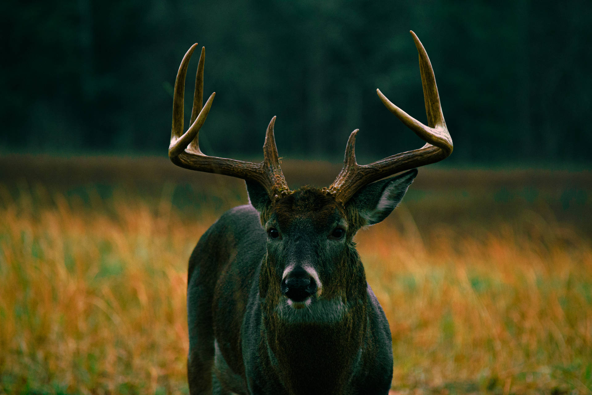Download Black Moose On Grass Deer Hunting Wallpaper 