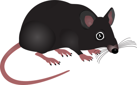 Black Mouse Illustration PNG