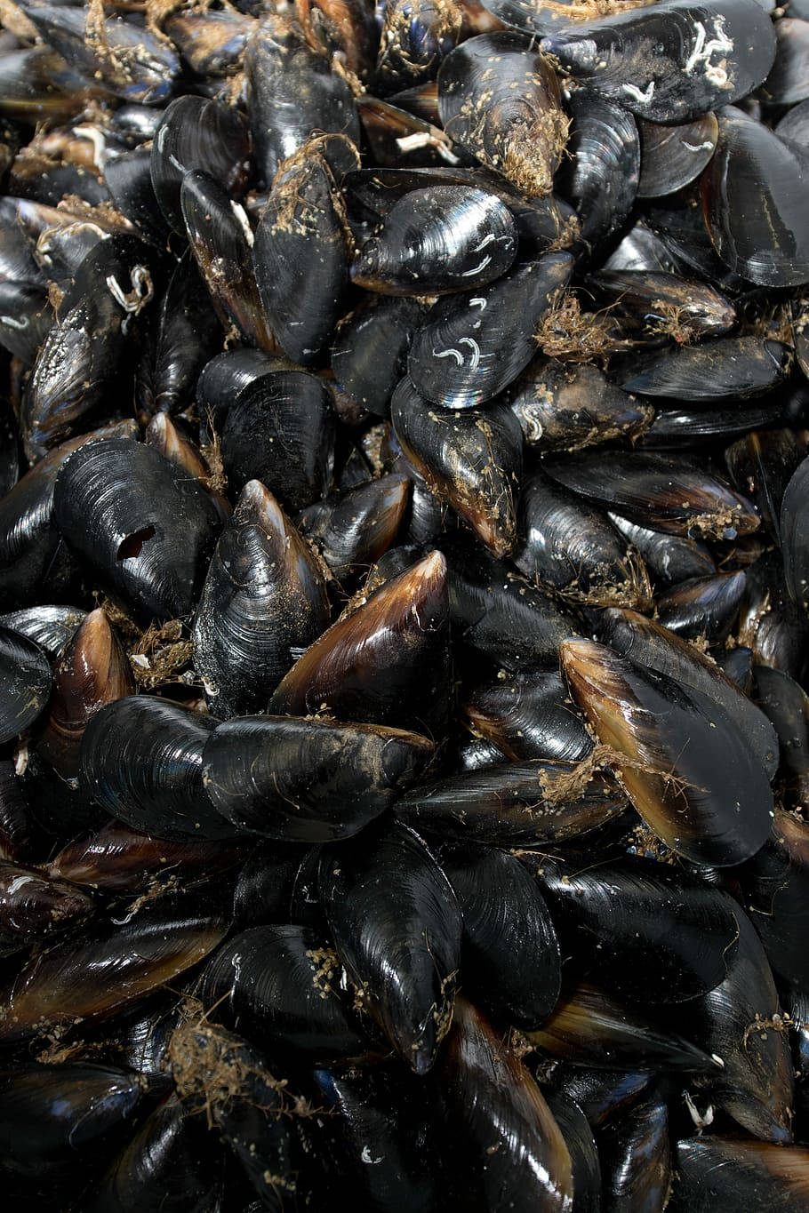 Black Mussel Freshwater Species Wallpaper
