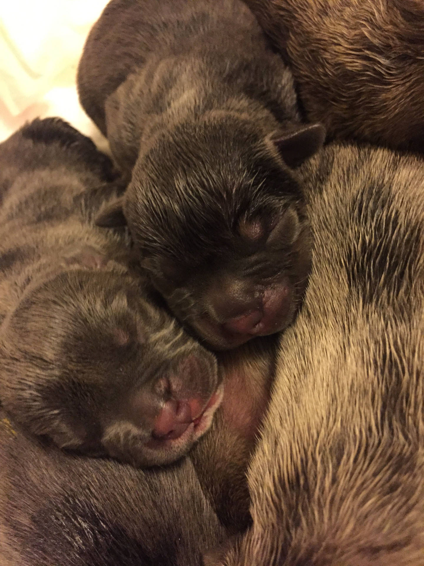 Black Newborn Pitbull Puppies Wallpaper
