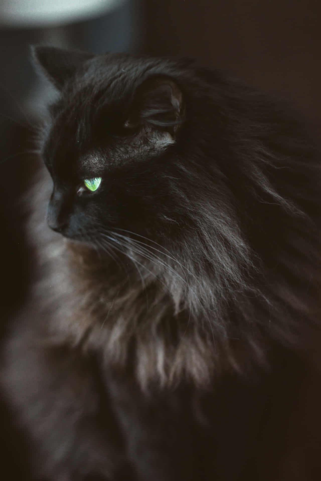 Black Norwegian Cat With Green Eyes Background