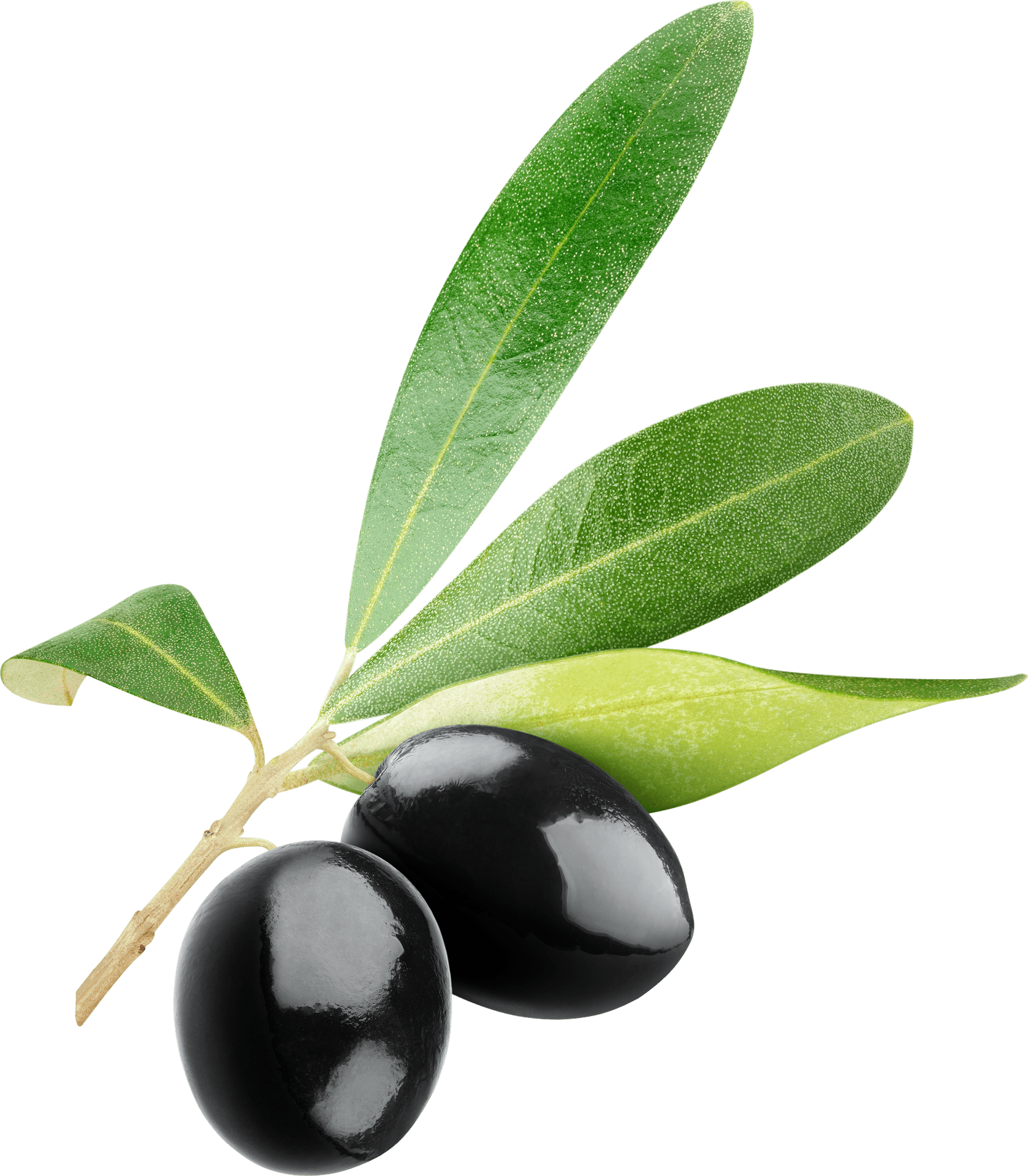 Black Oliveswith Leaves.png PNG