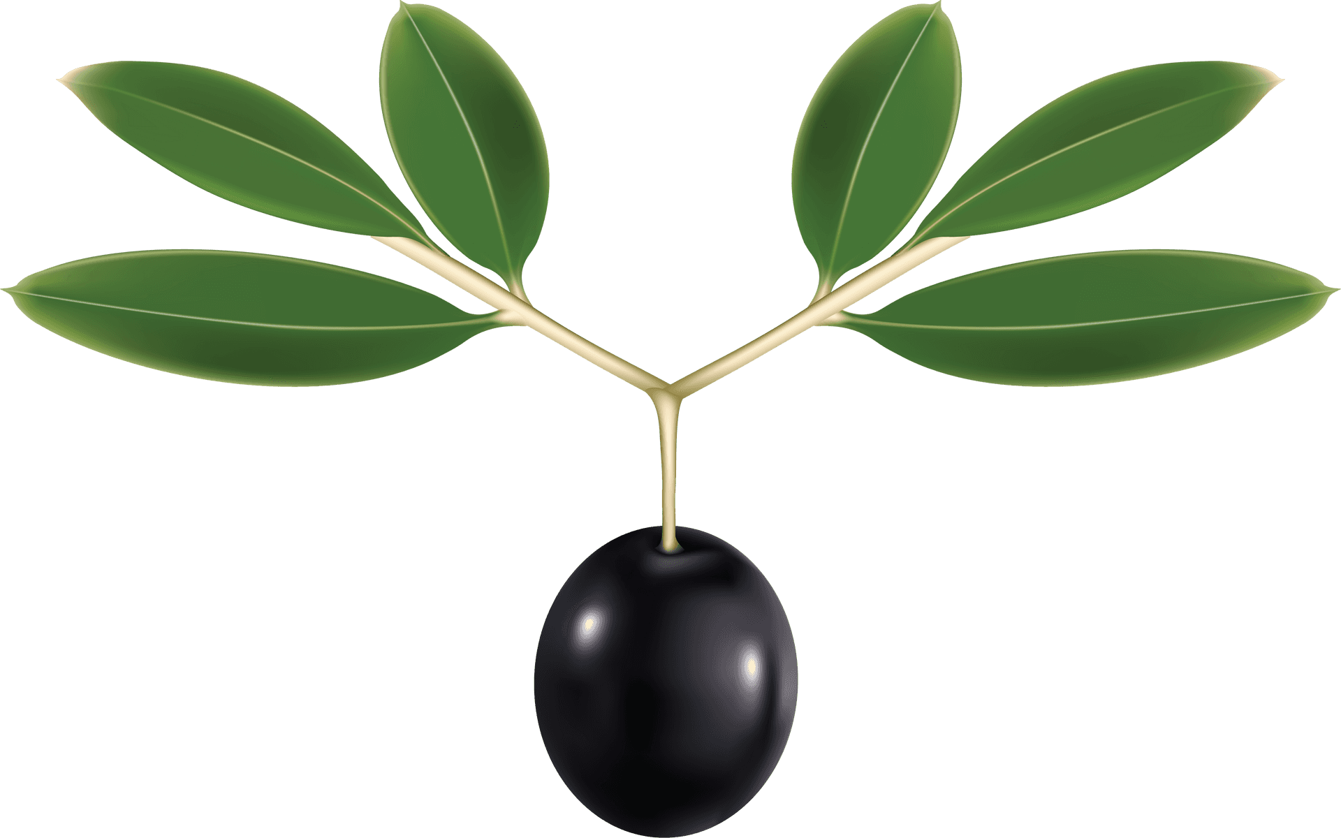 Black Olivewith Leaves Graphic PNG