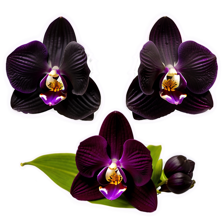 Black Orchid Png Kgx PNG