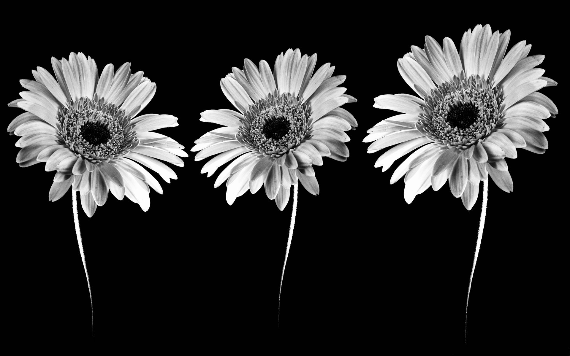 Three Daisies In Black And White On A Black Background Wallpaper