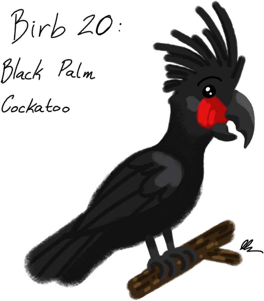 Black Palm Cockatoo Illustration PNG