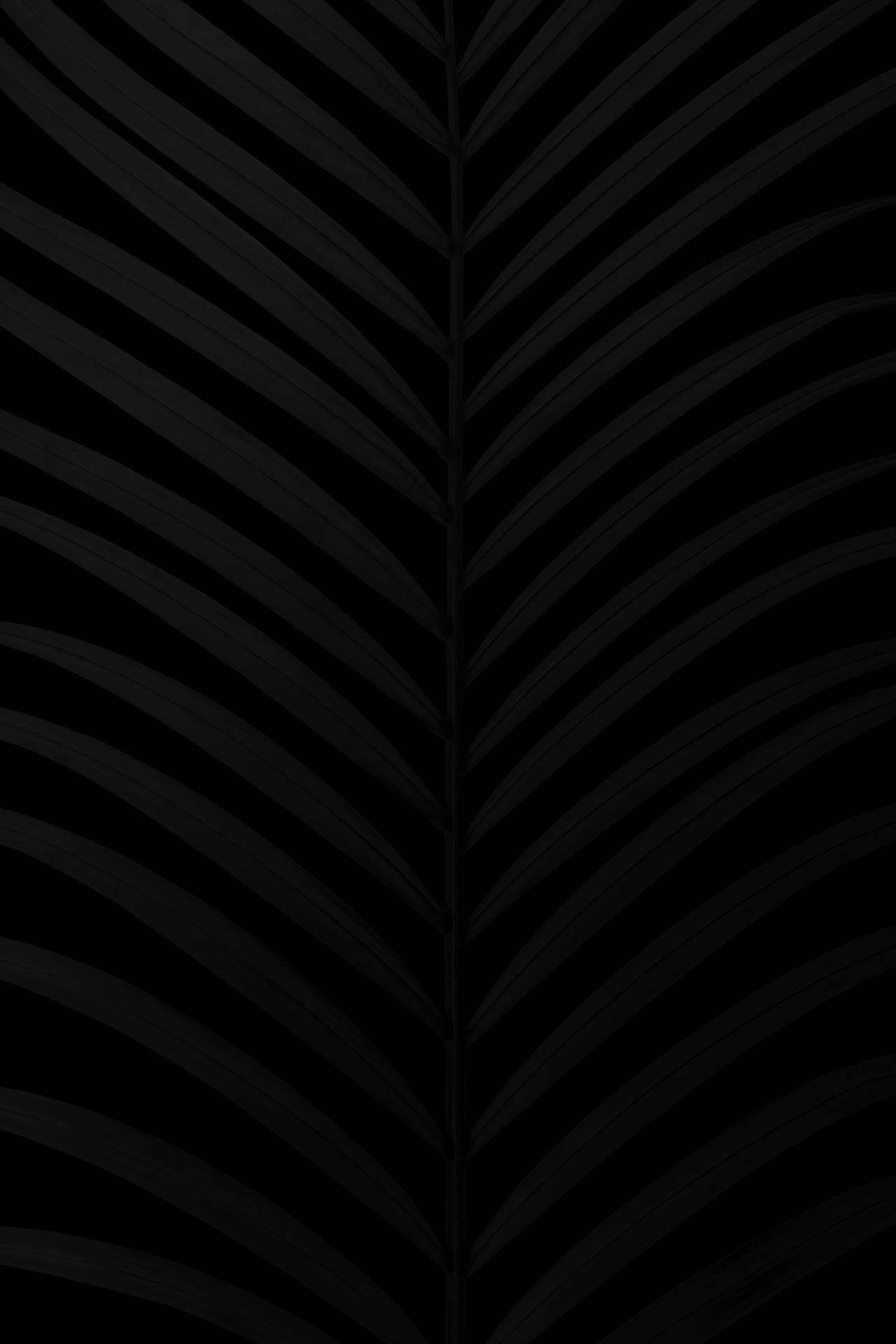 Black Palm Leaves Black Aesthetic Tumblr Iphone Wallpaper