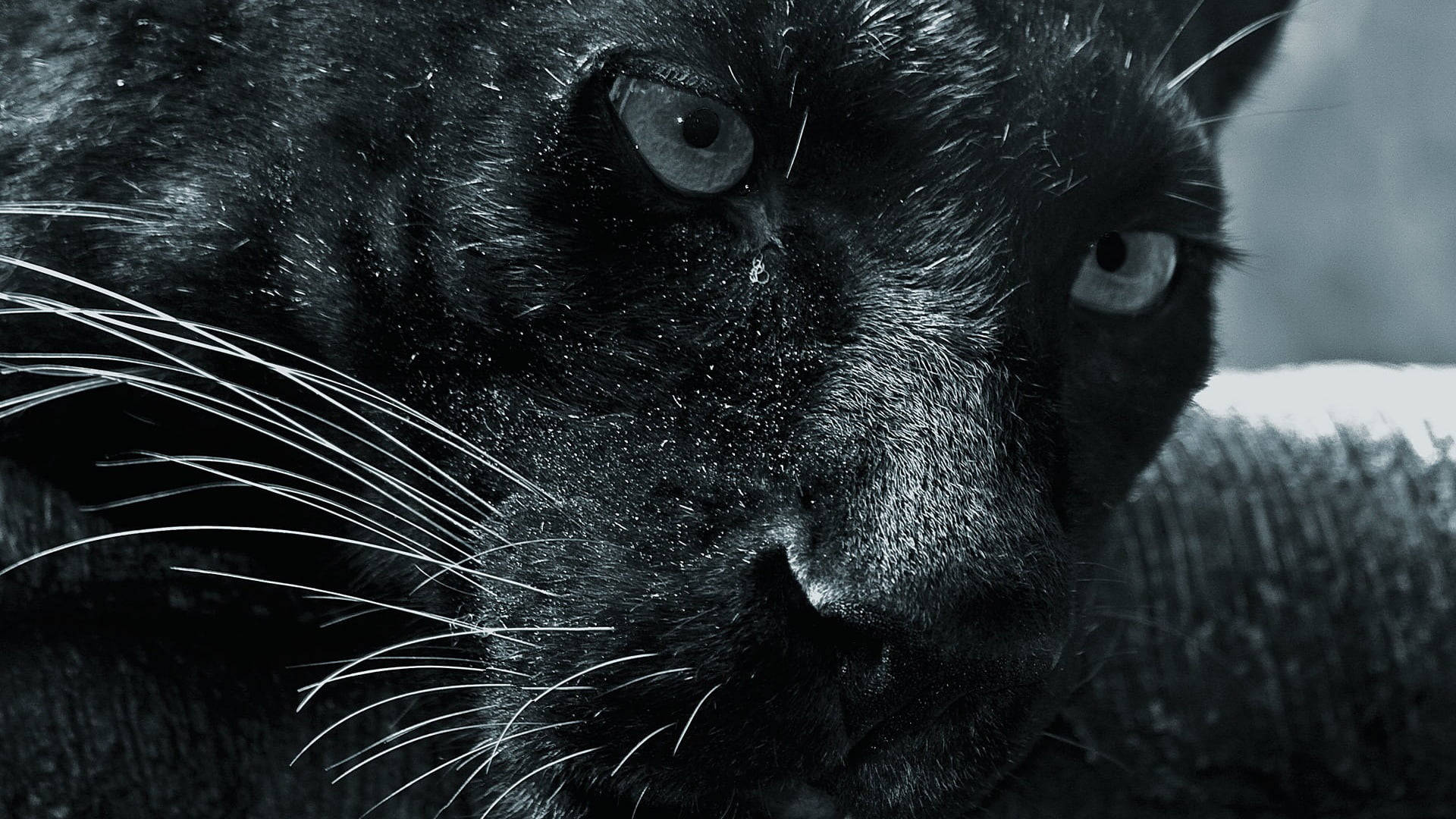 Black Panther Animal Black And White Wallpaper