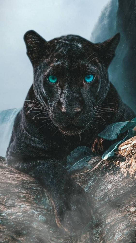 Black Panther Animal Blue Eyes