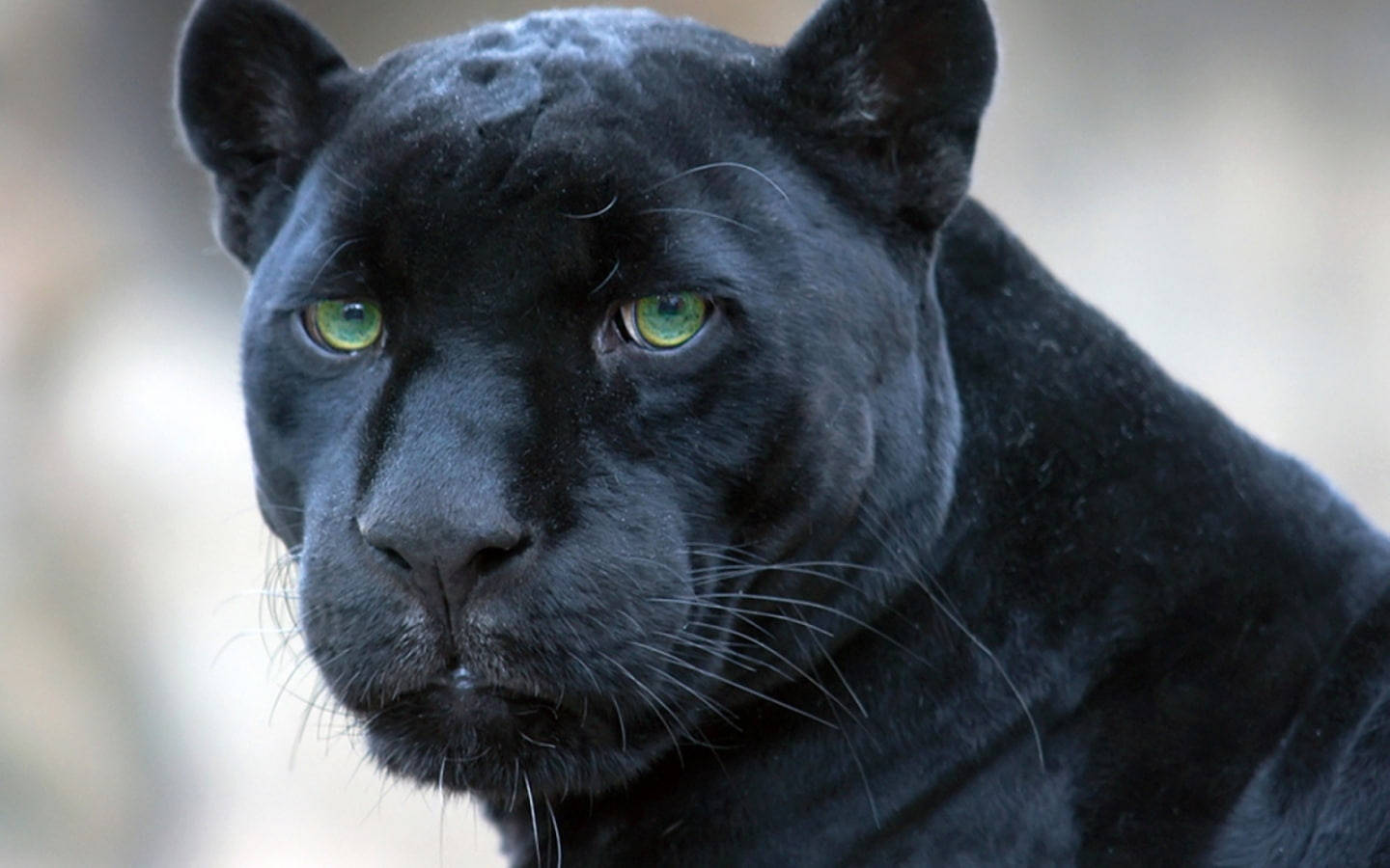 Black Panther Animal Close-Up Wallpaper