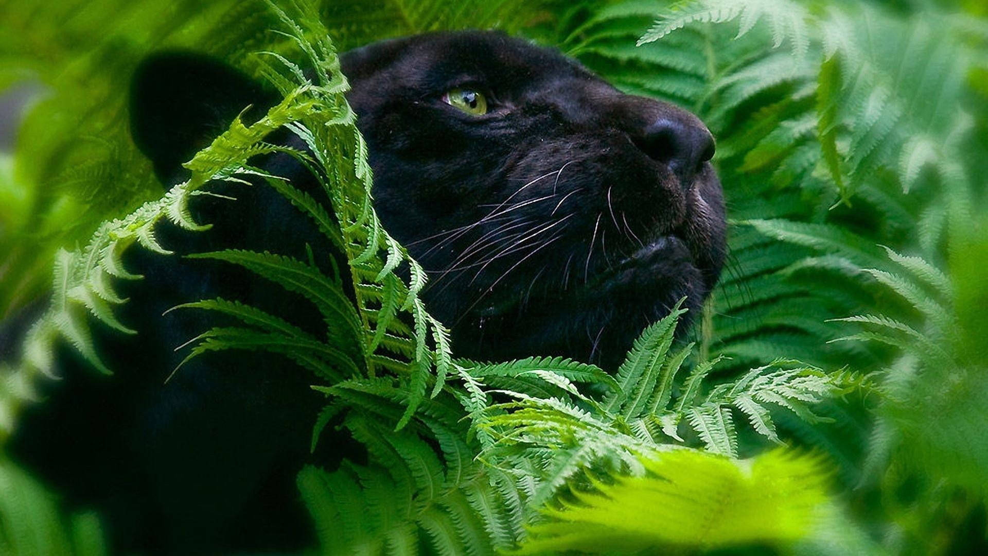 Black Panther Animal Hiding