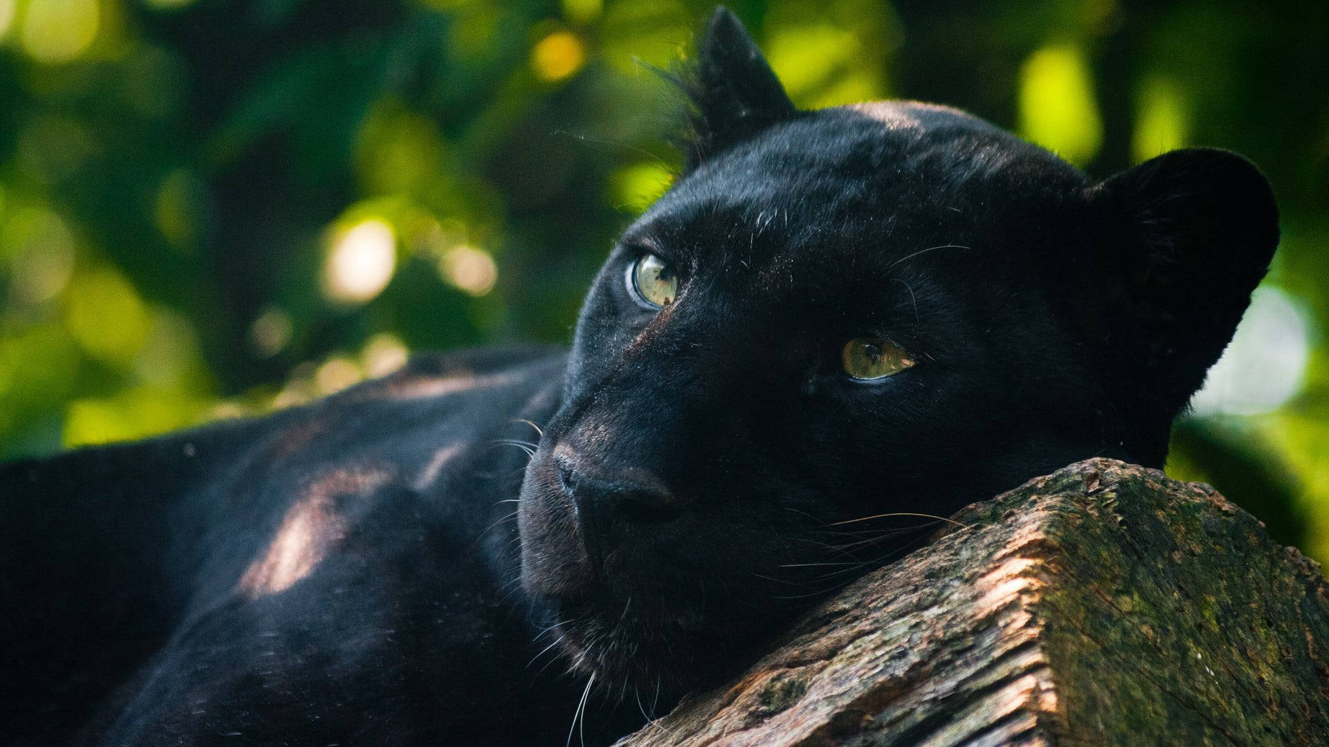 Black Panther Animal Hugs Trunk Wallpaper