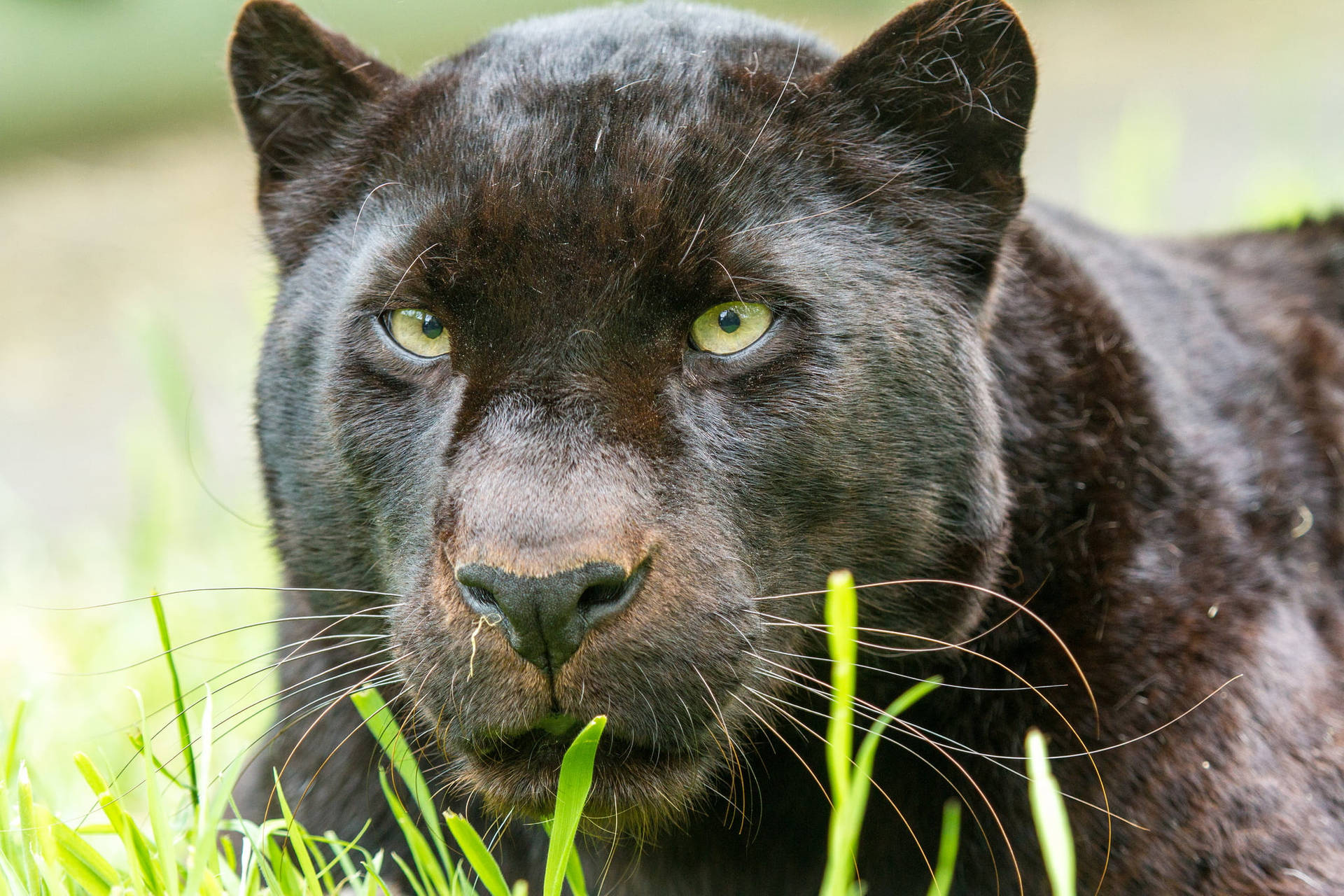 Black Panther Animal Intense Gaze