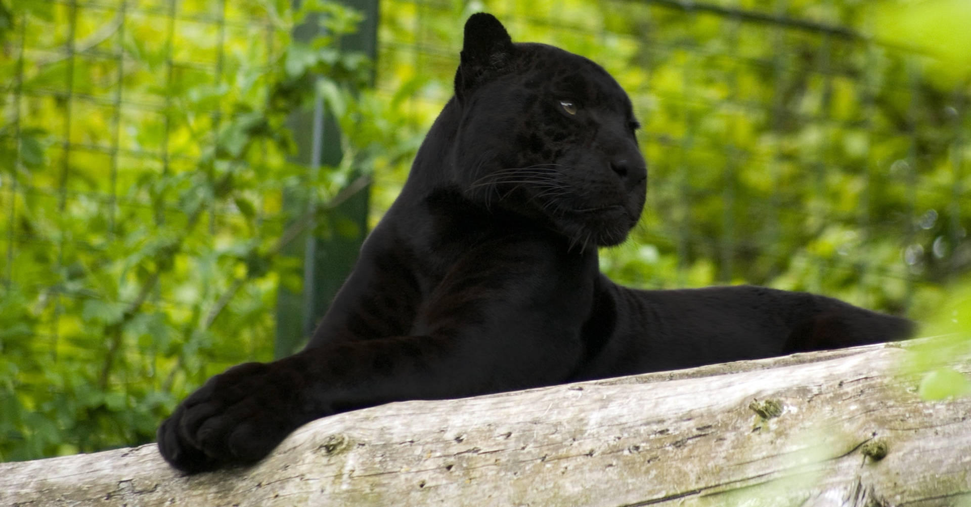 Black Panther Animal Lies