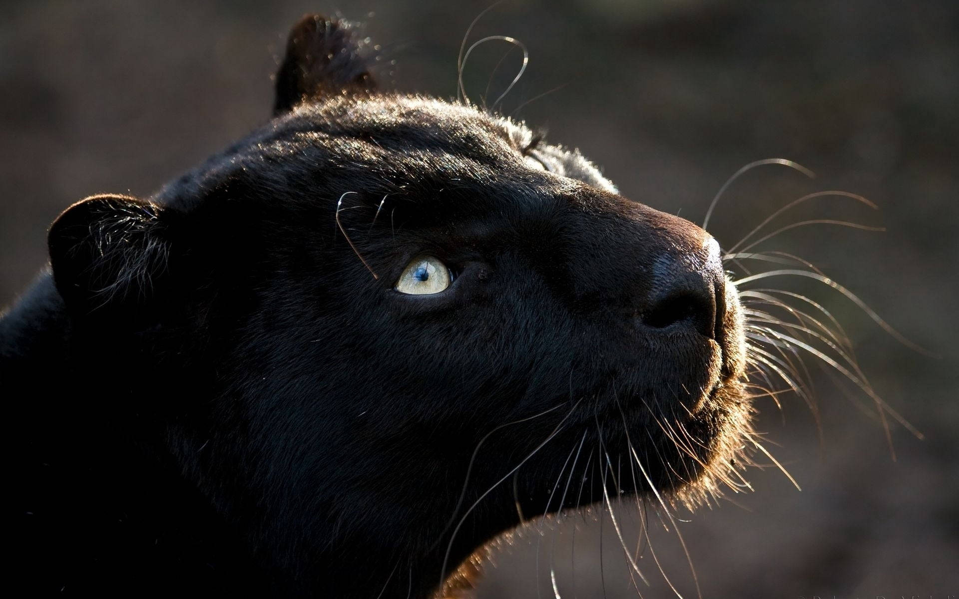 Black Panther Animal Looks Up